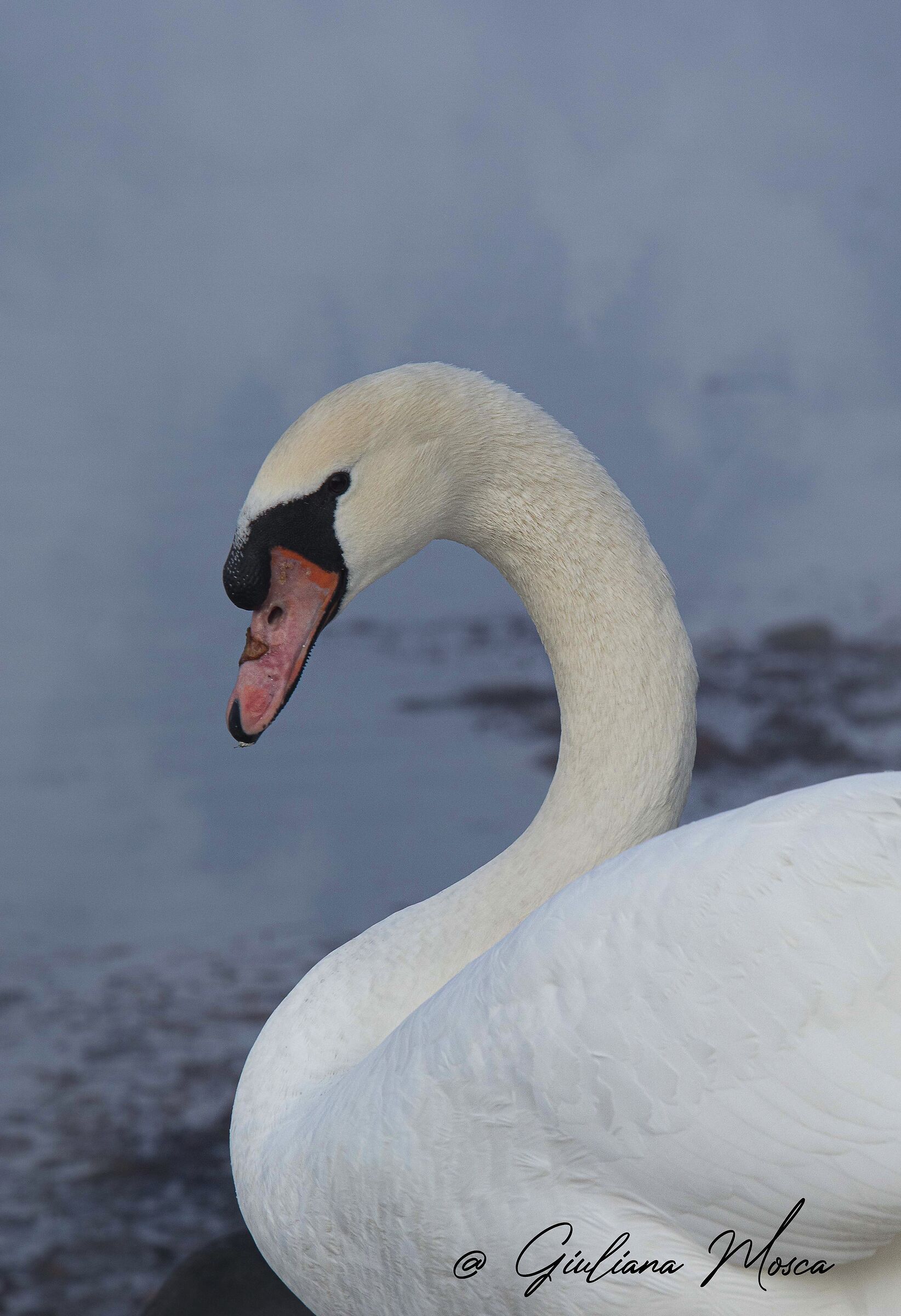 Il brutto anatroccolo 2