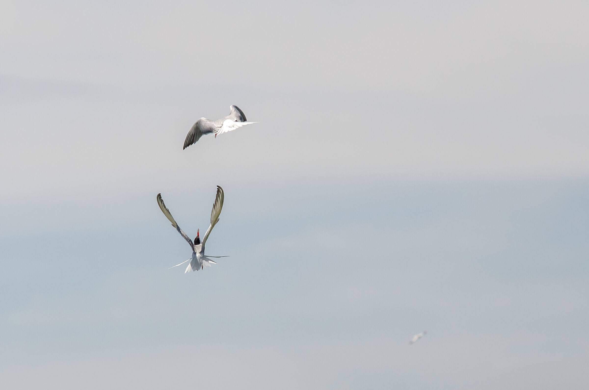 ACROBATIC TERNS