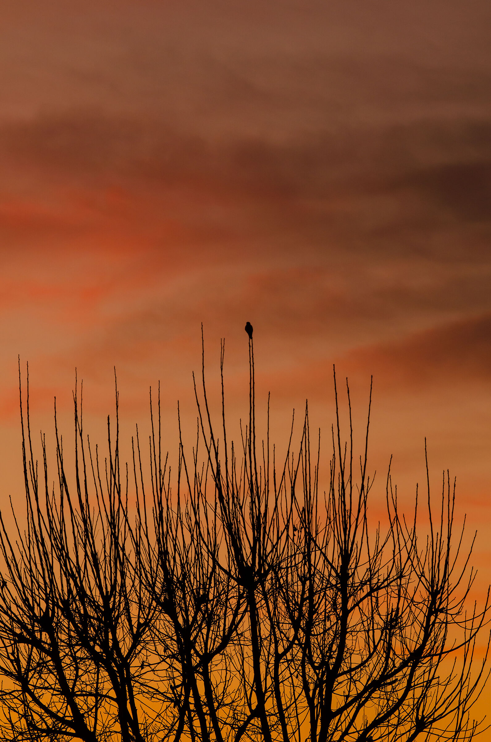 KESTREL AT SUNSET