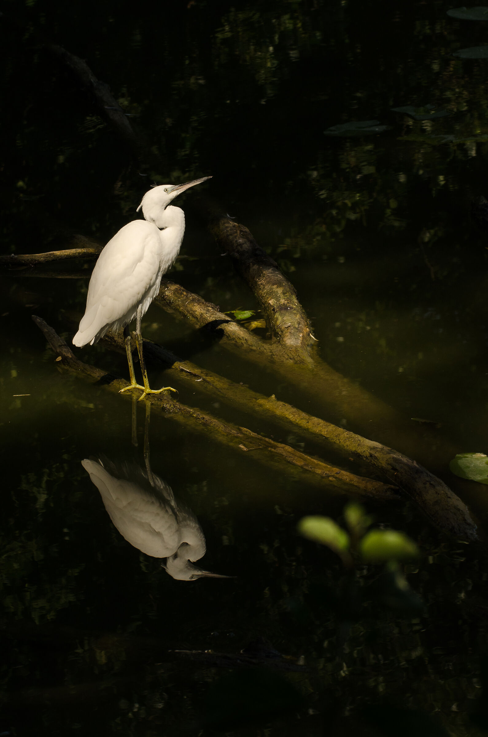 EGRET