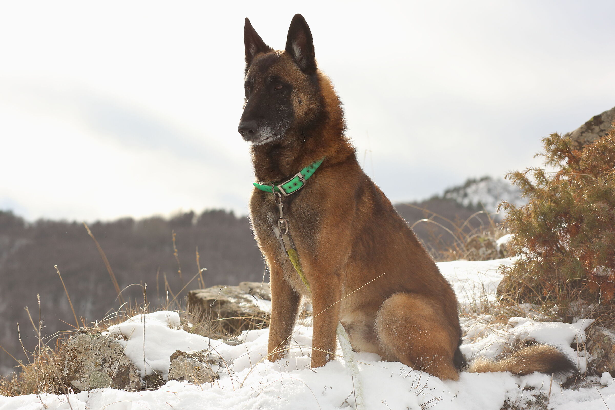 Ziggy sul monte Capra