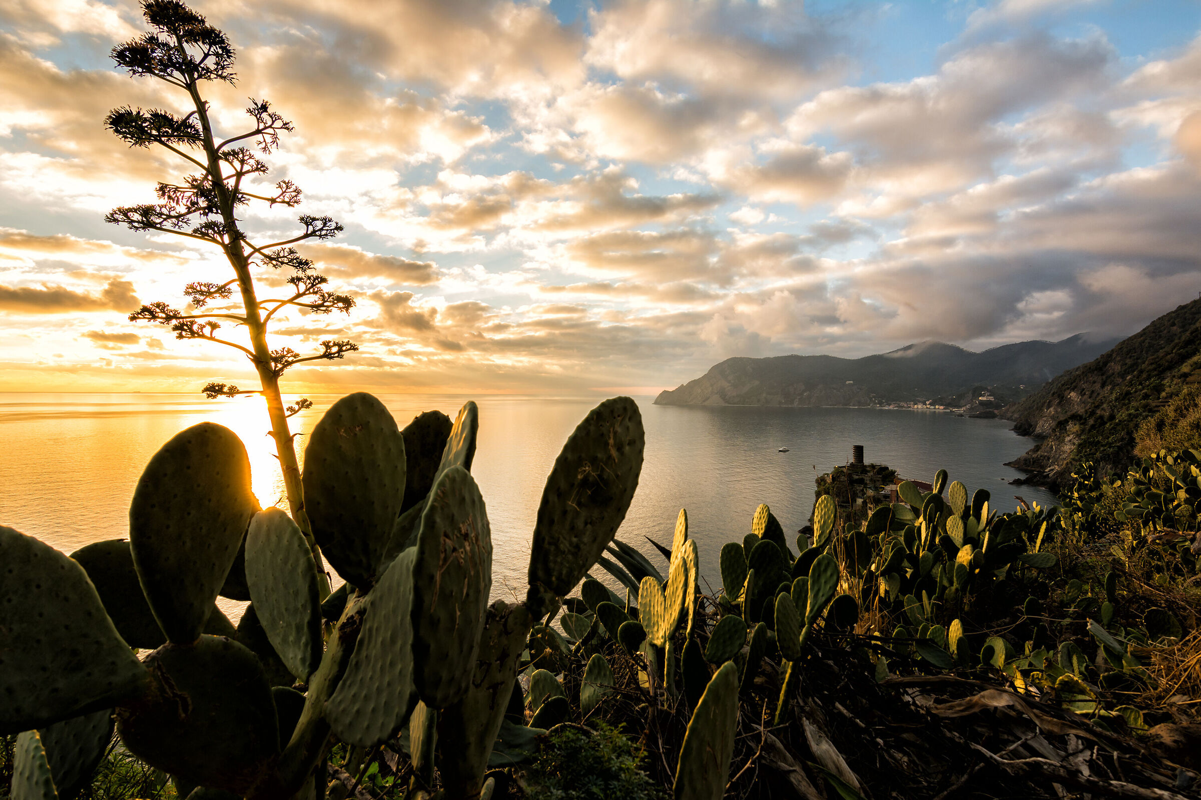 Vernazza and agave