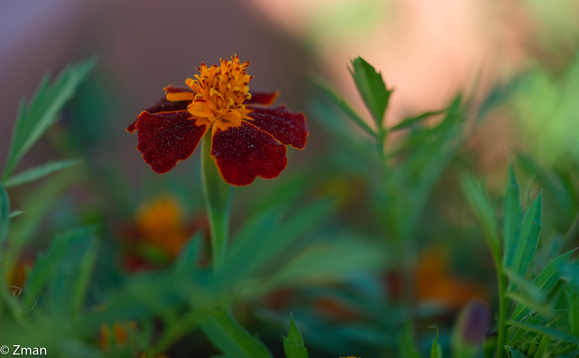 Mexican Marigold Flower