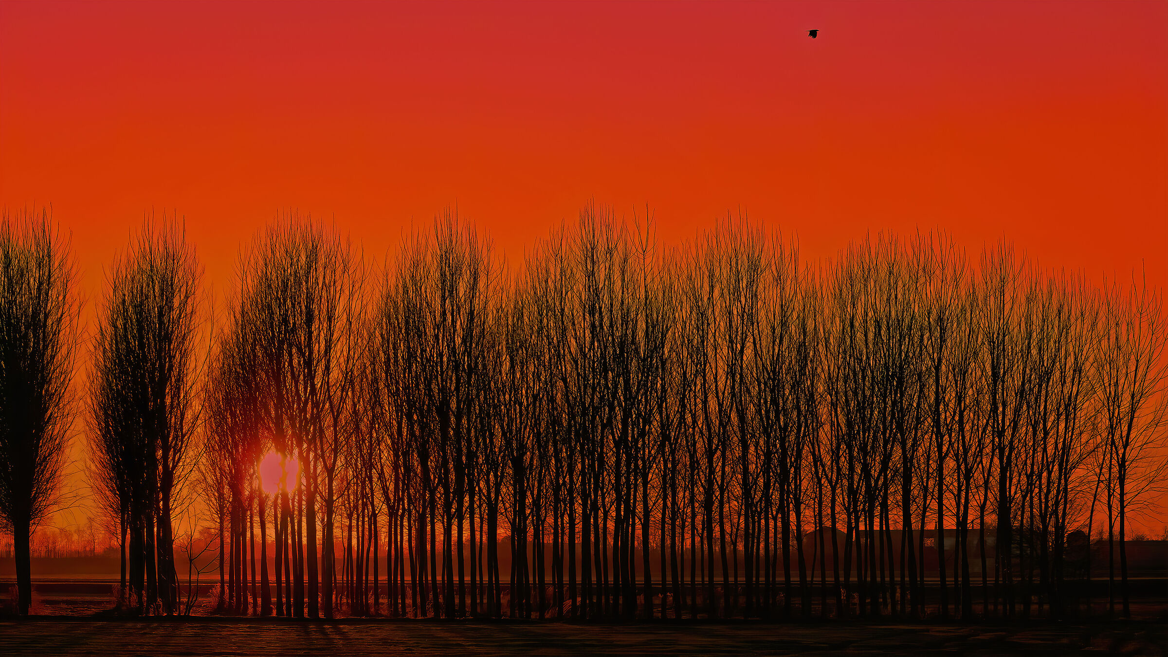 Il volo della cornacchia