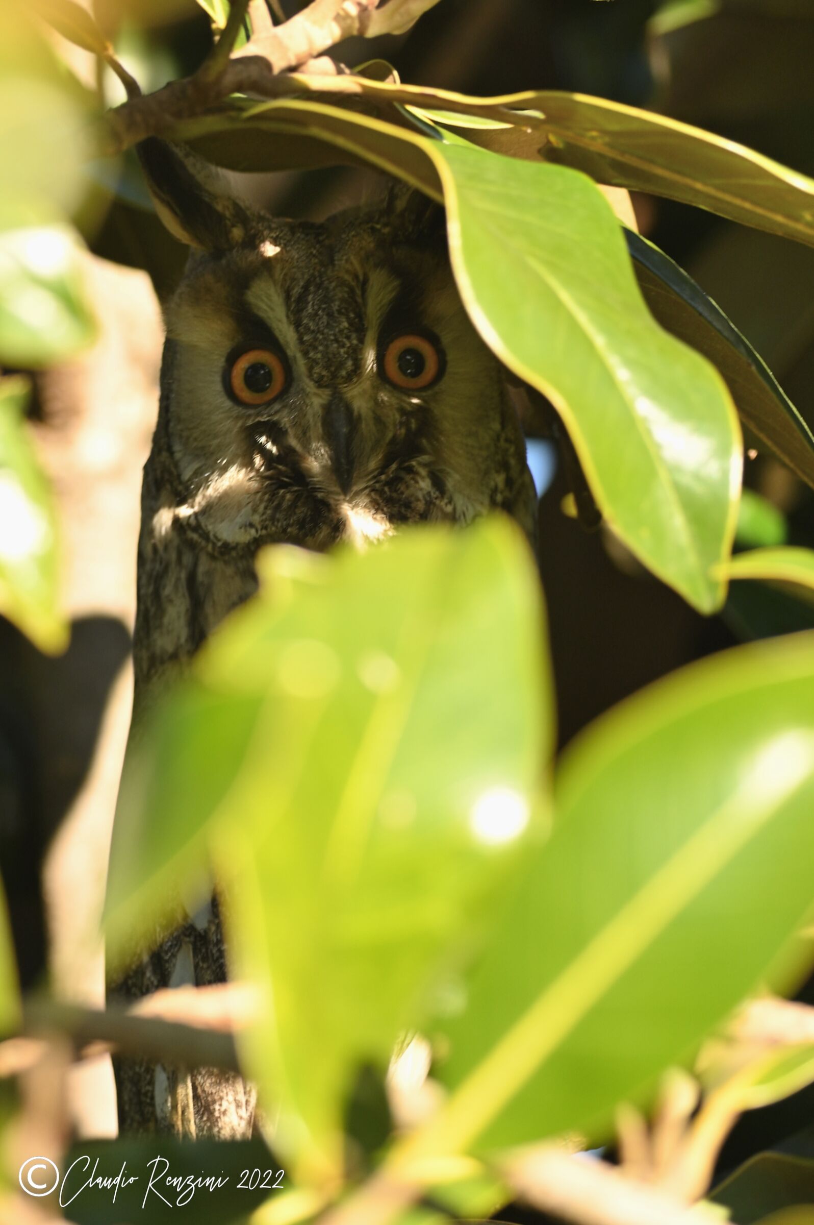 long-eared owl