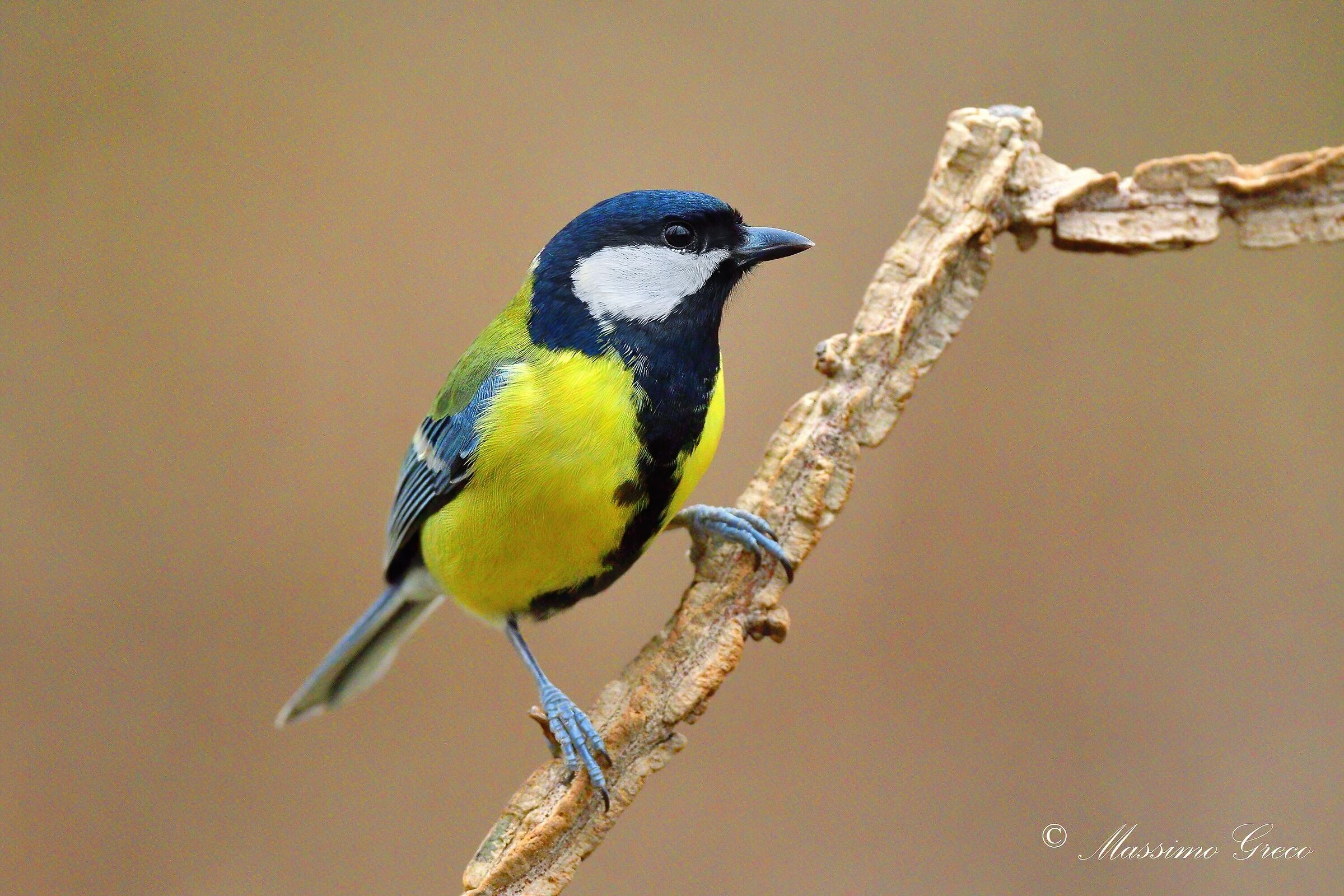 Cinciallegra (Parus major)