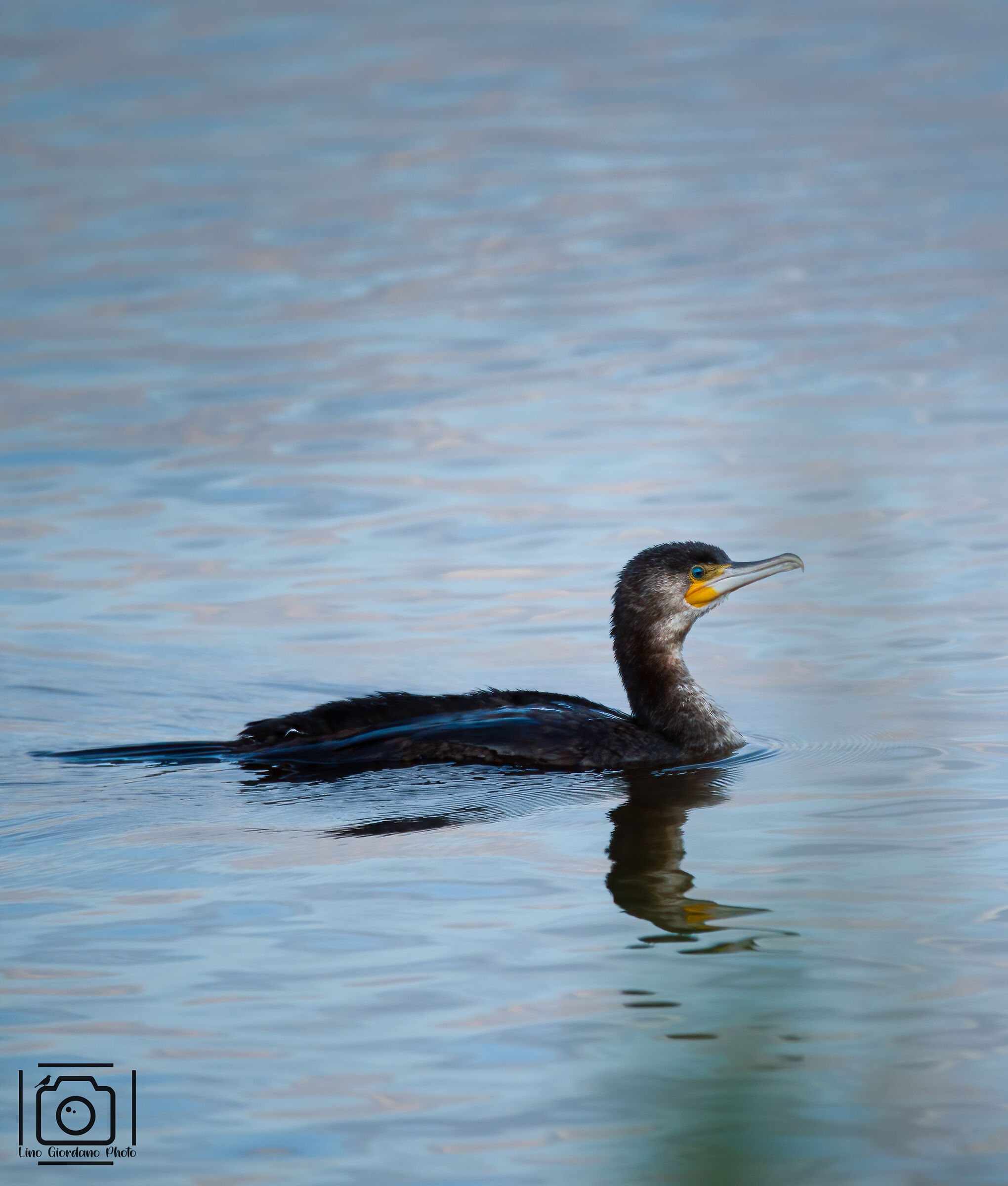 Cormorano