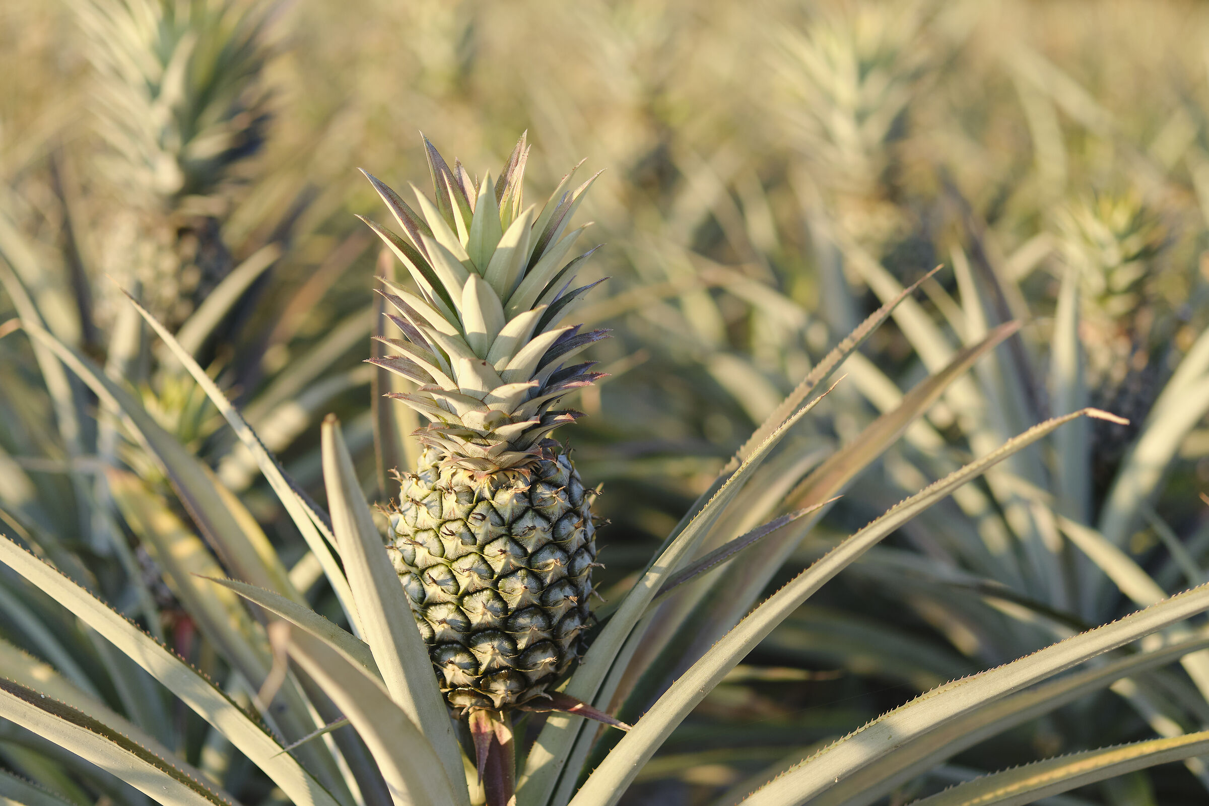 Pronta da raccogliere