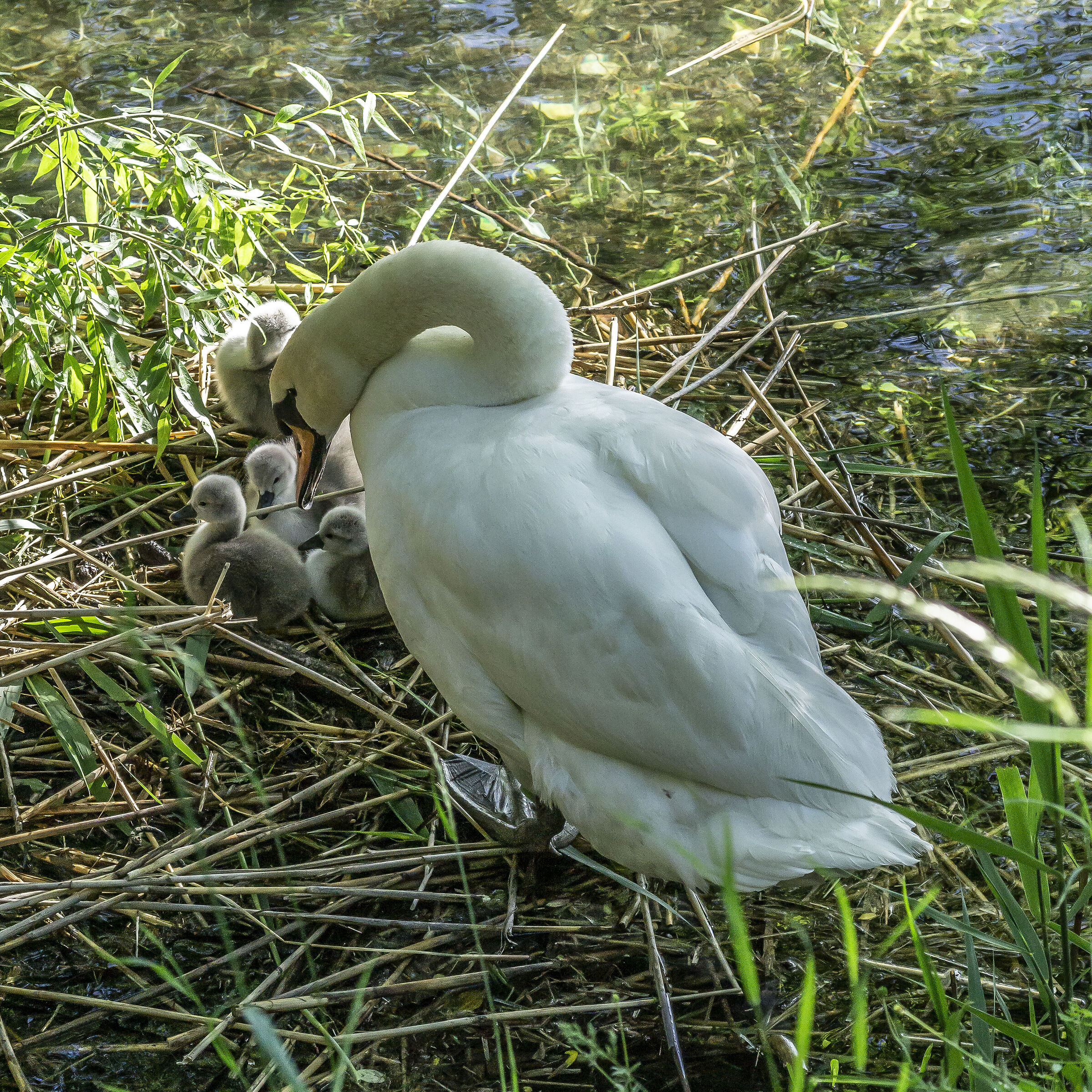 Wednesday, 12 May 2021, 18:19:48