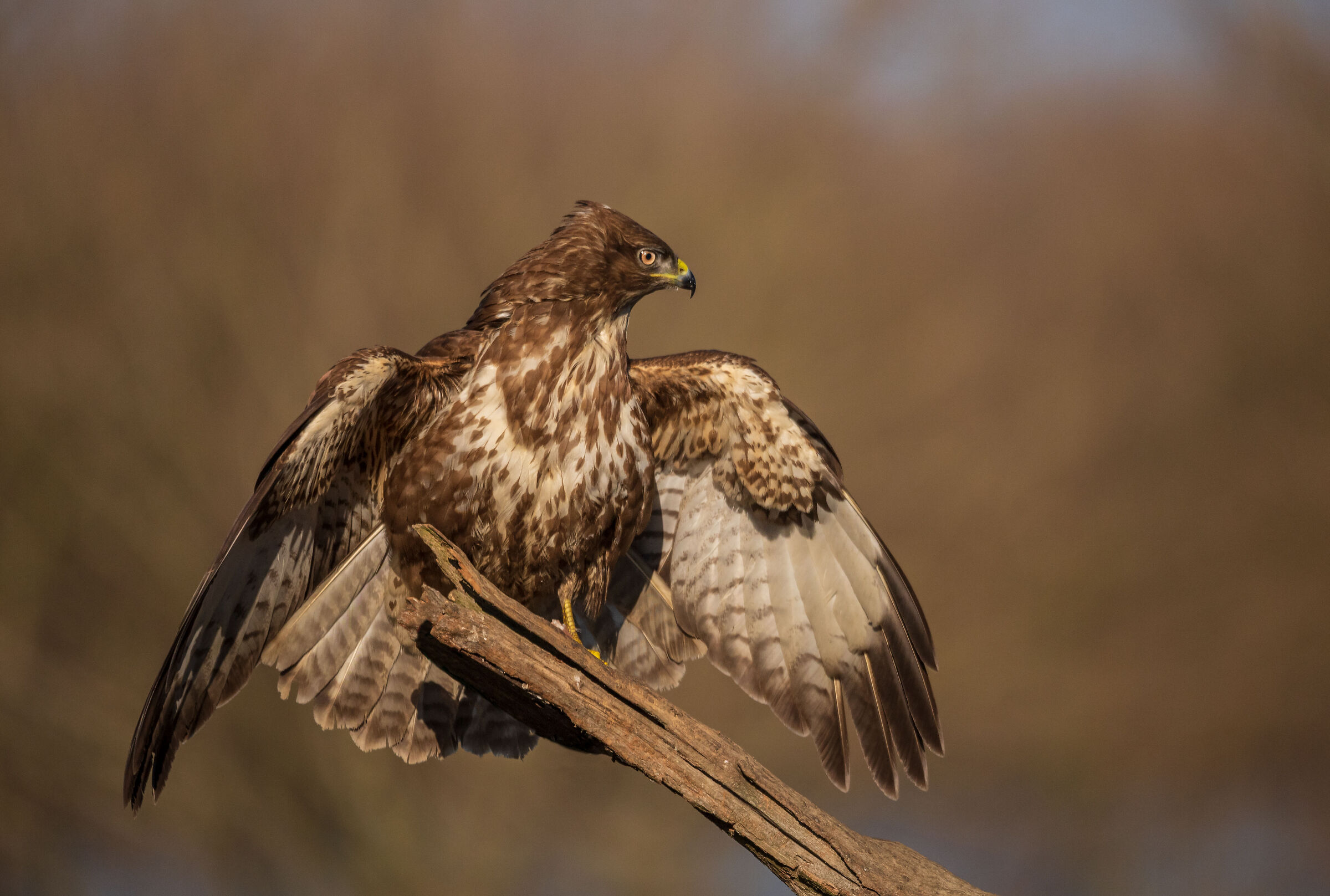 buzzard4