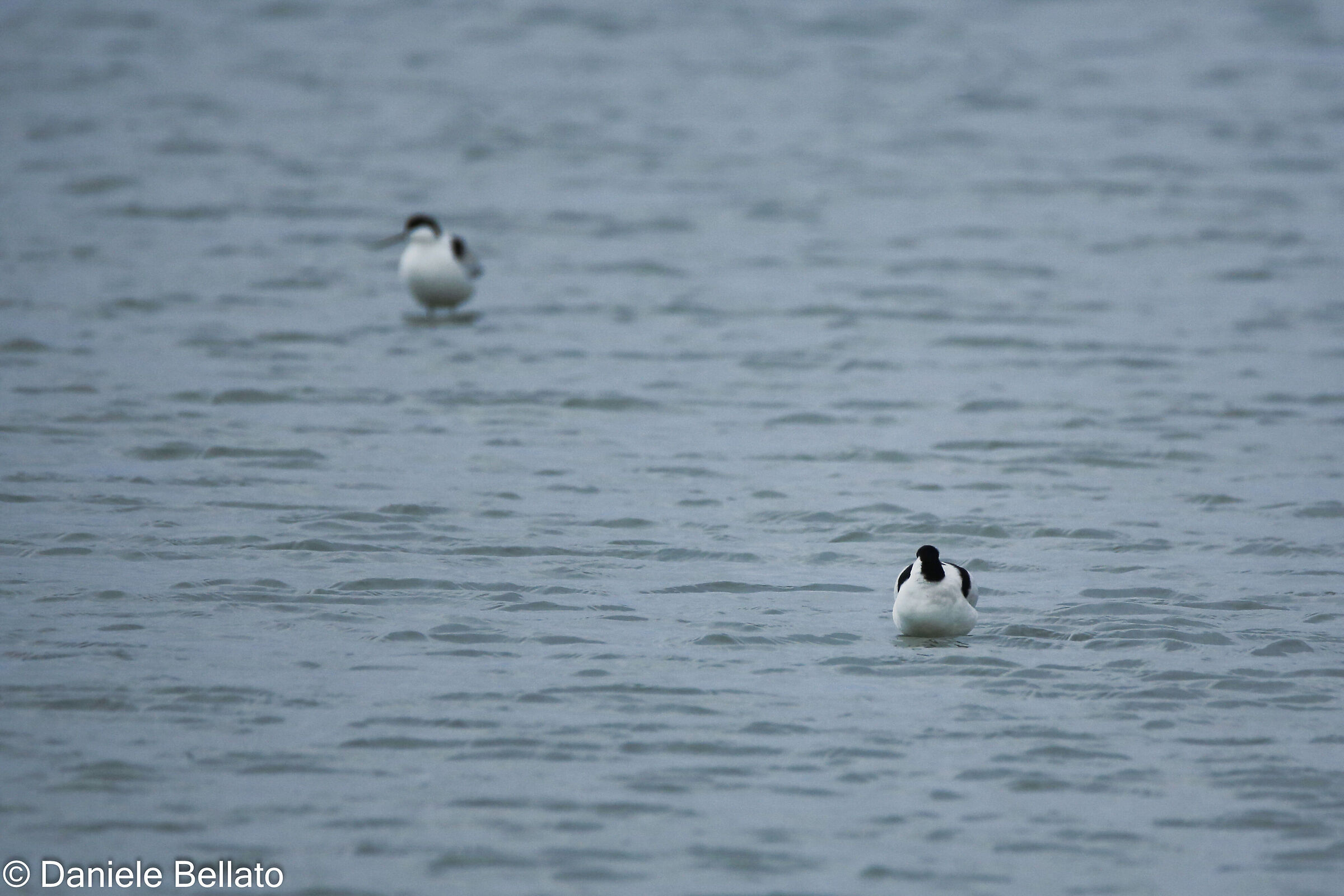 avocetta