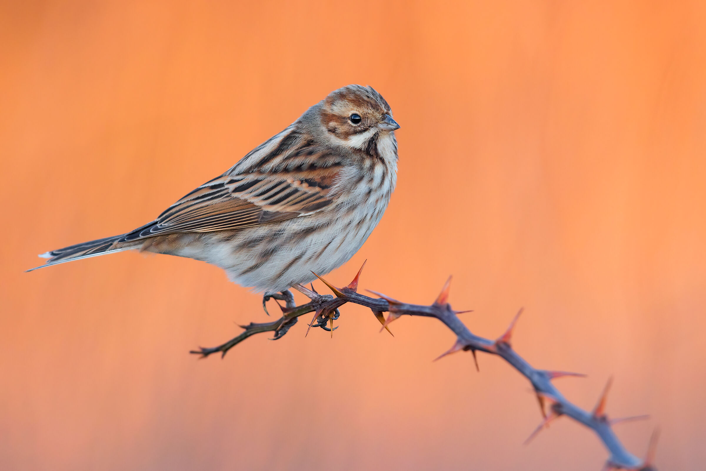 La Rossa (Migliarino di Palude)