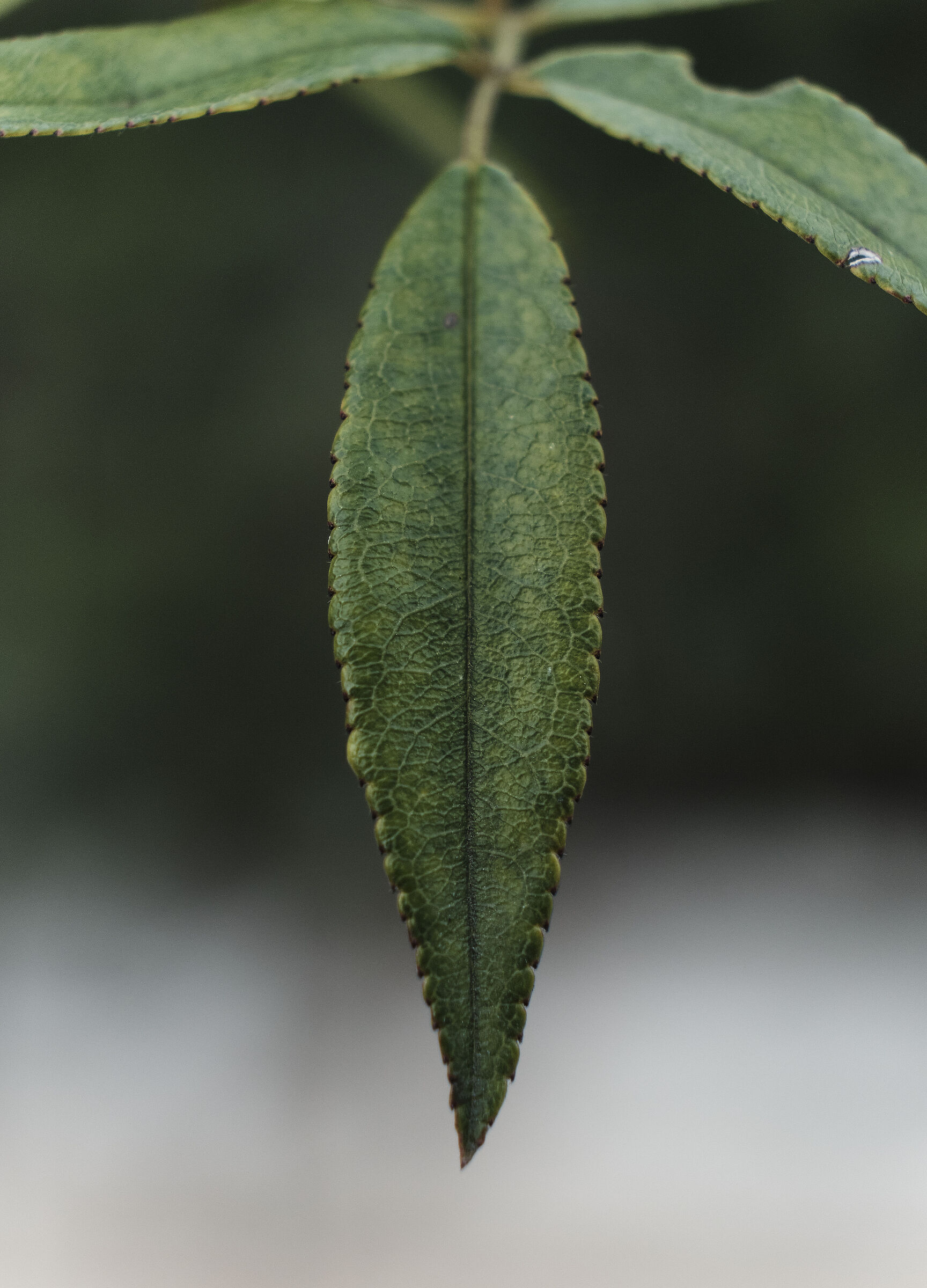 Leaf