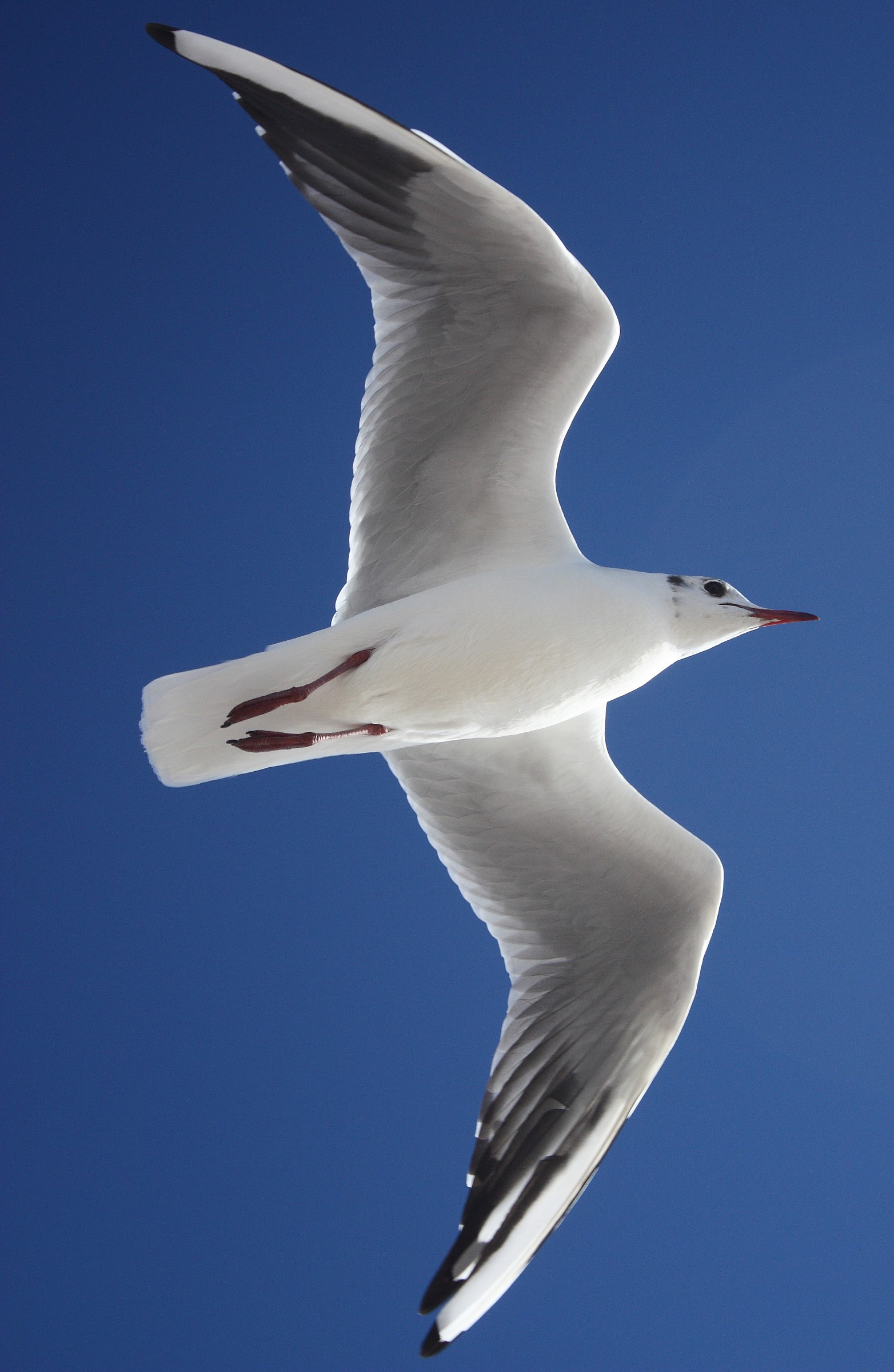 Seagull
