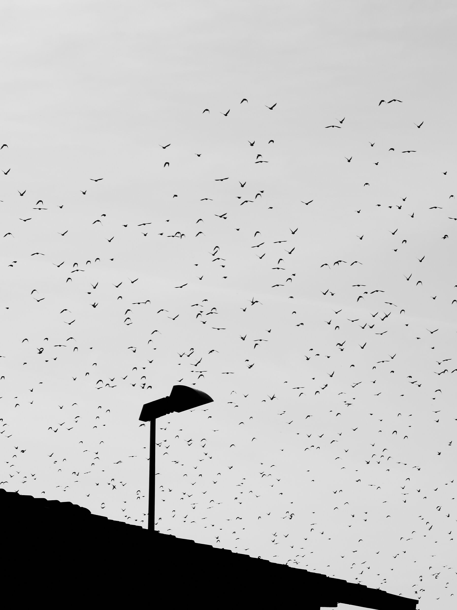 Fly