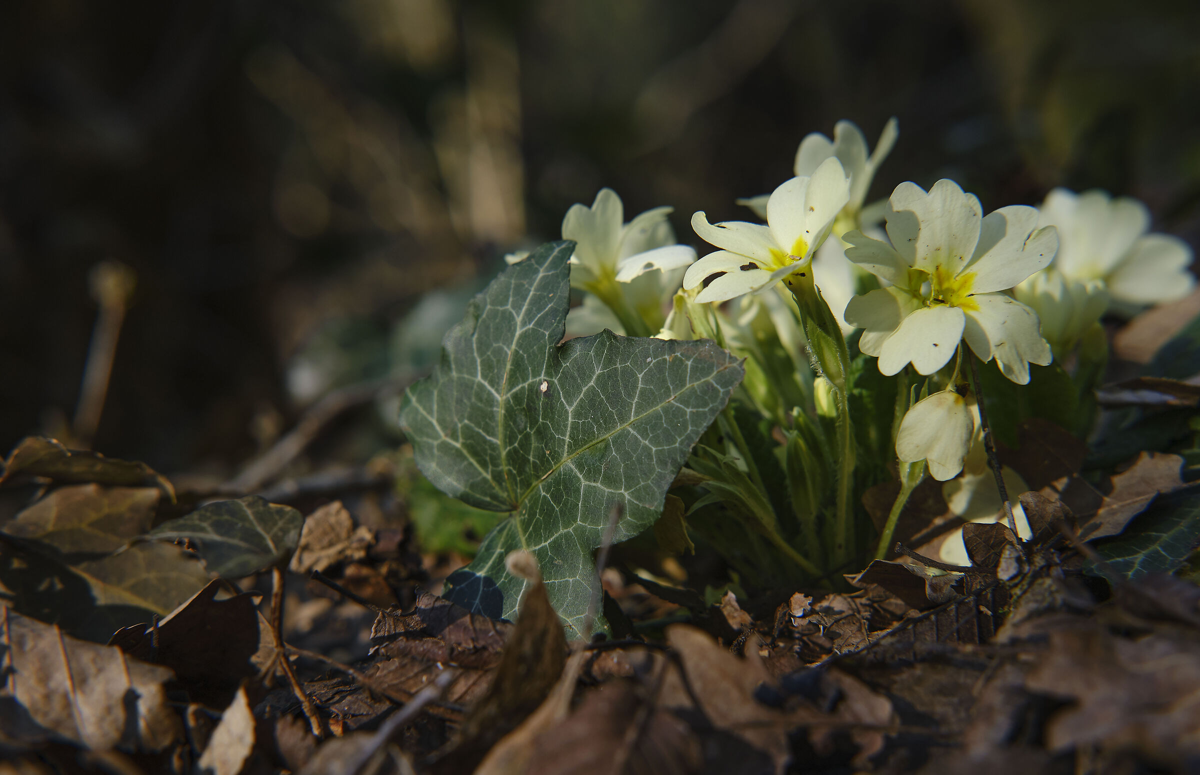 Undergrowth
