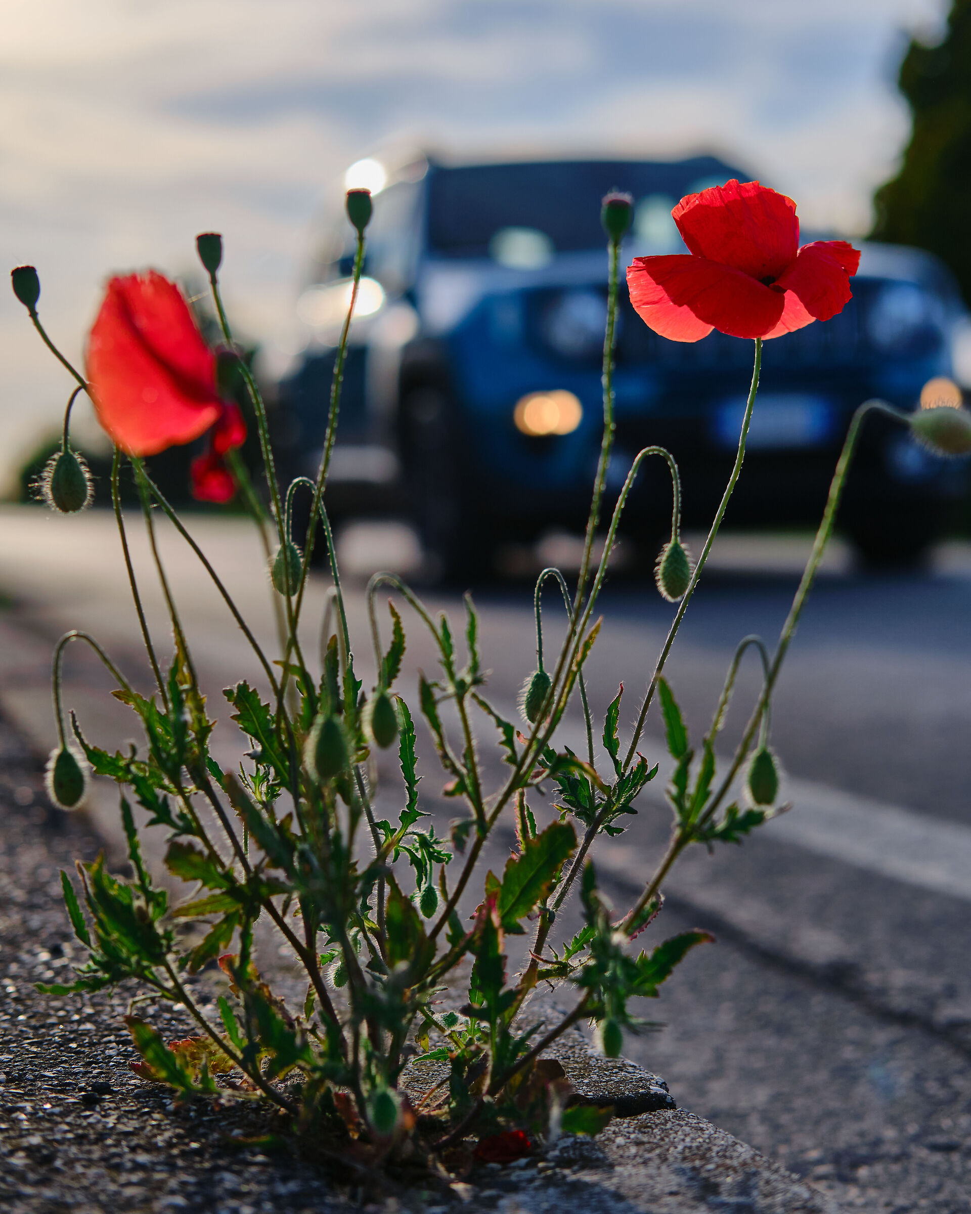 Red Poppies