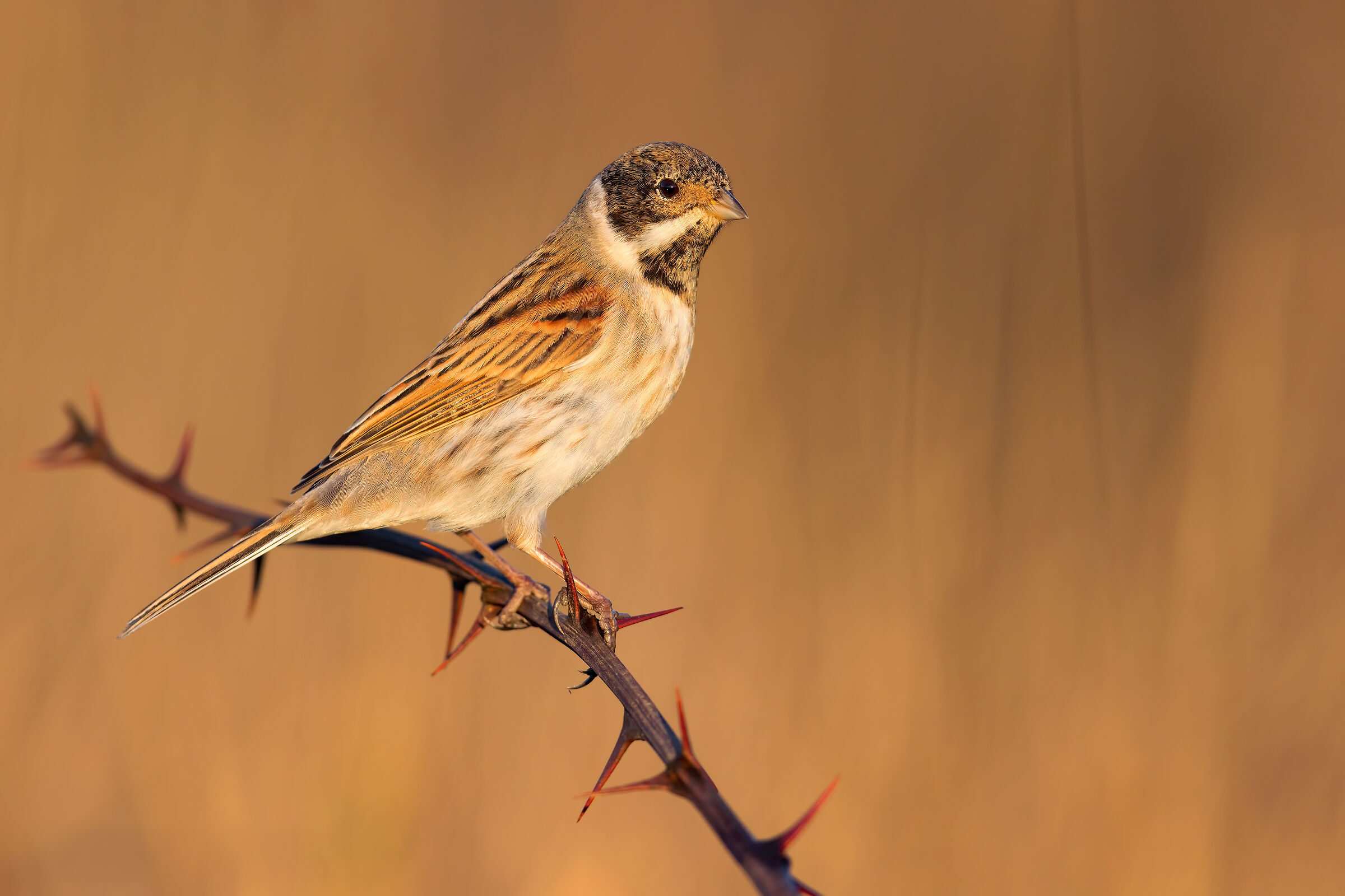 Sale e Pepe (Migliarino di Palude)