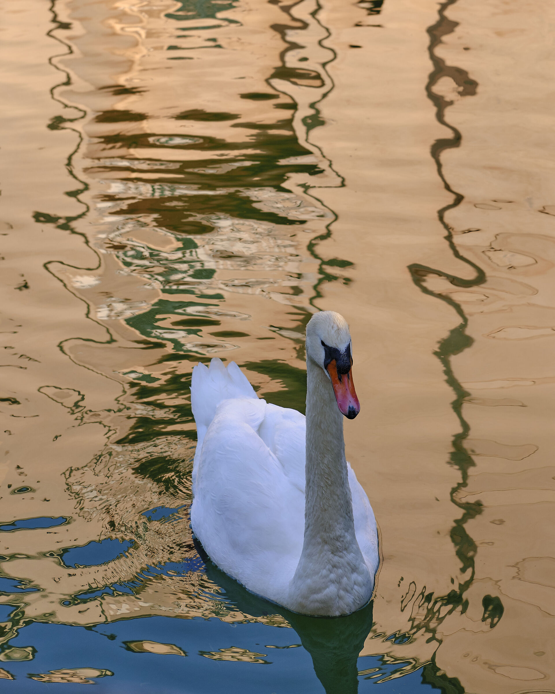 Colorful Swan 1