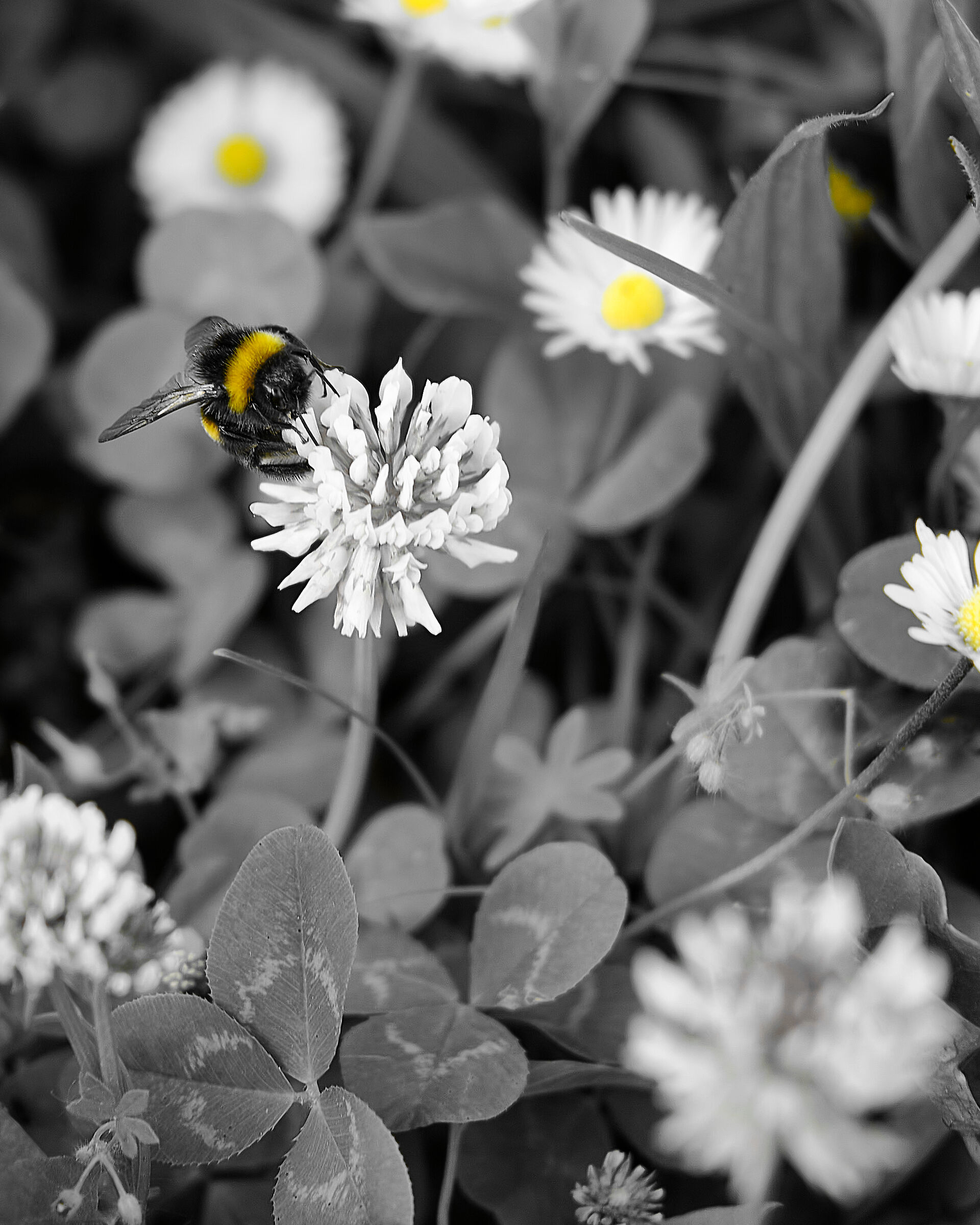 Yellow Bee