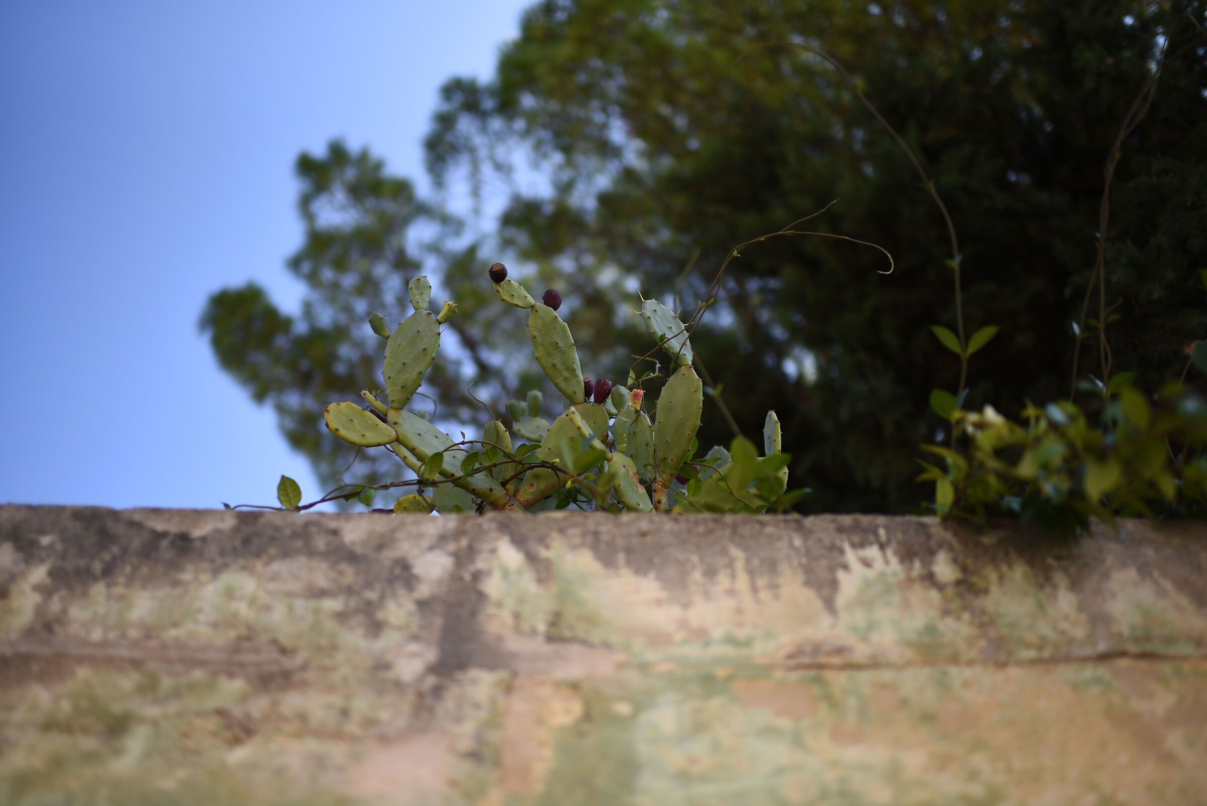 f,1.4/ Nikon 750- Otus Zeiss 28, 1.4