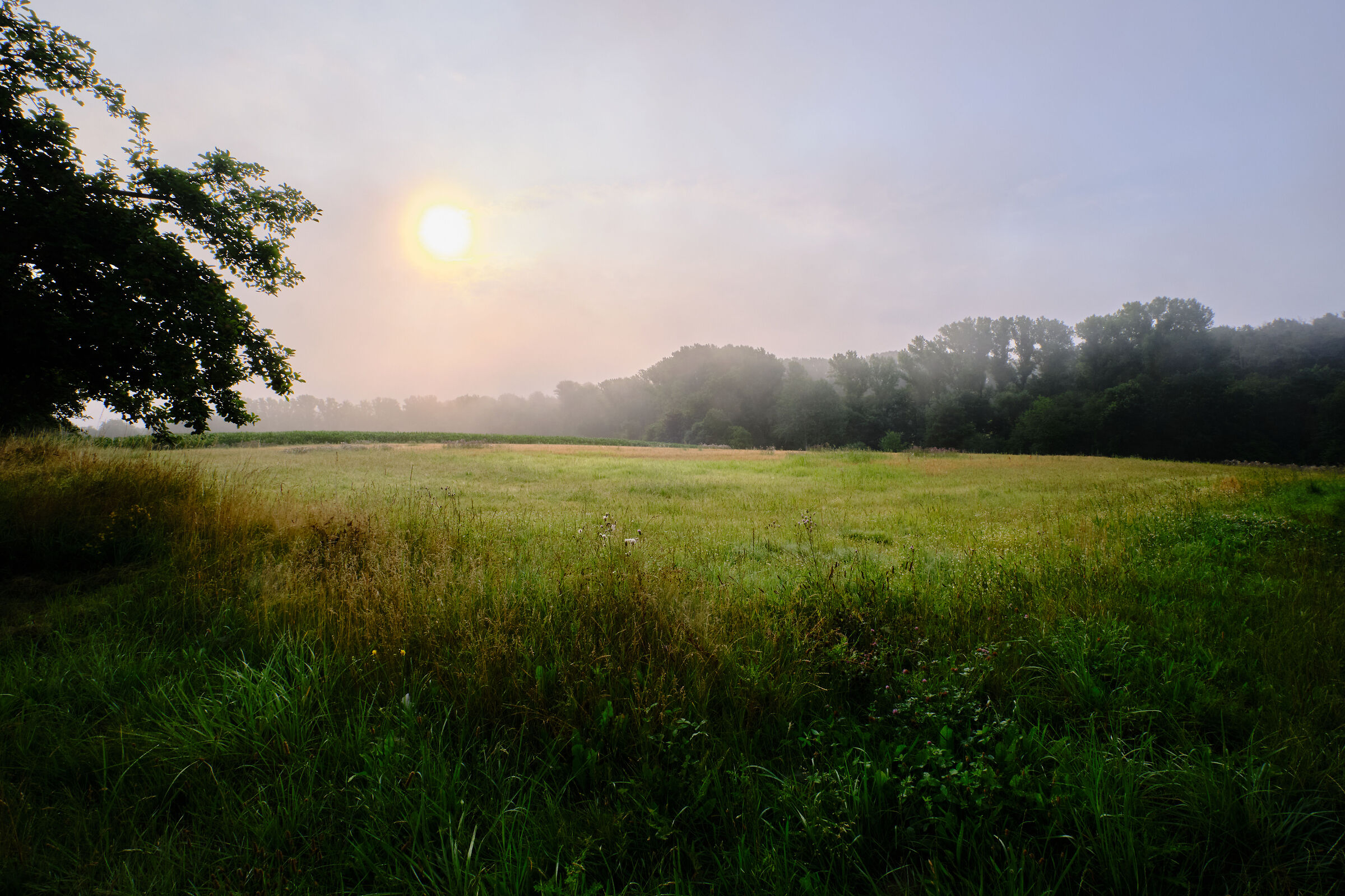 sunflower in the fog