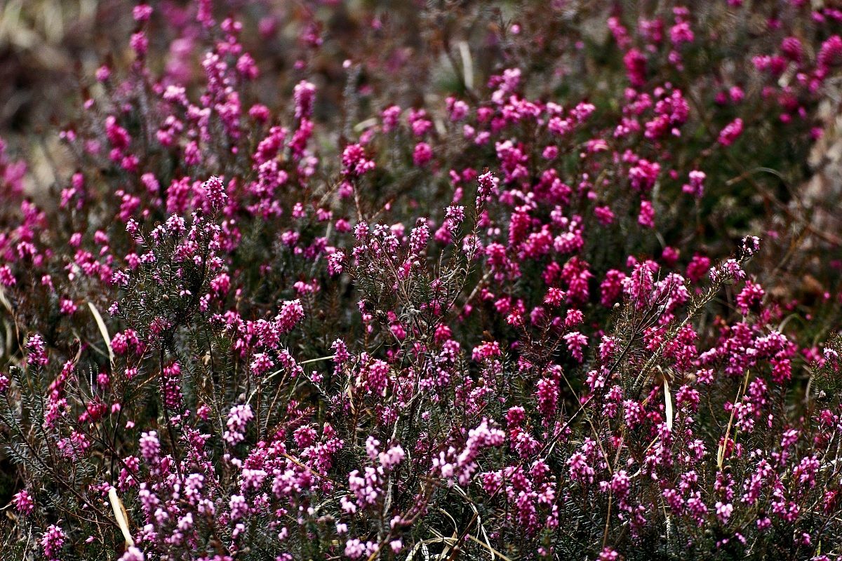 Erica carnea