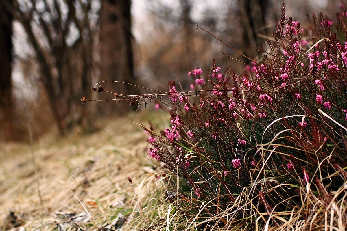 Erica carnea
