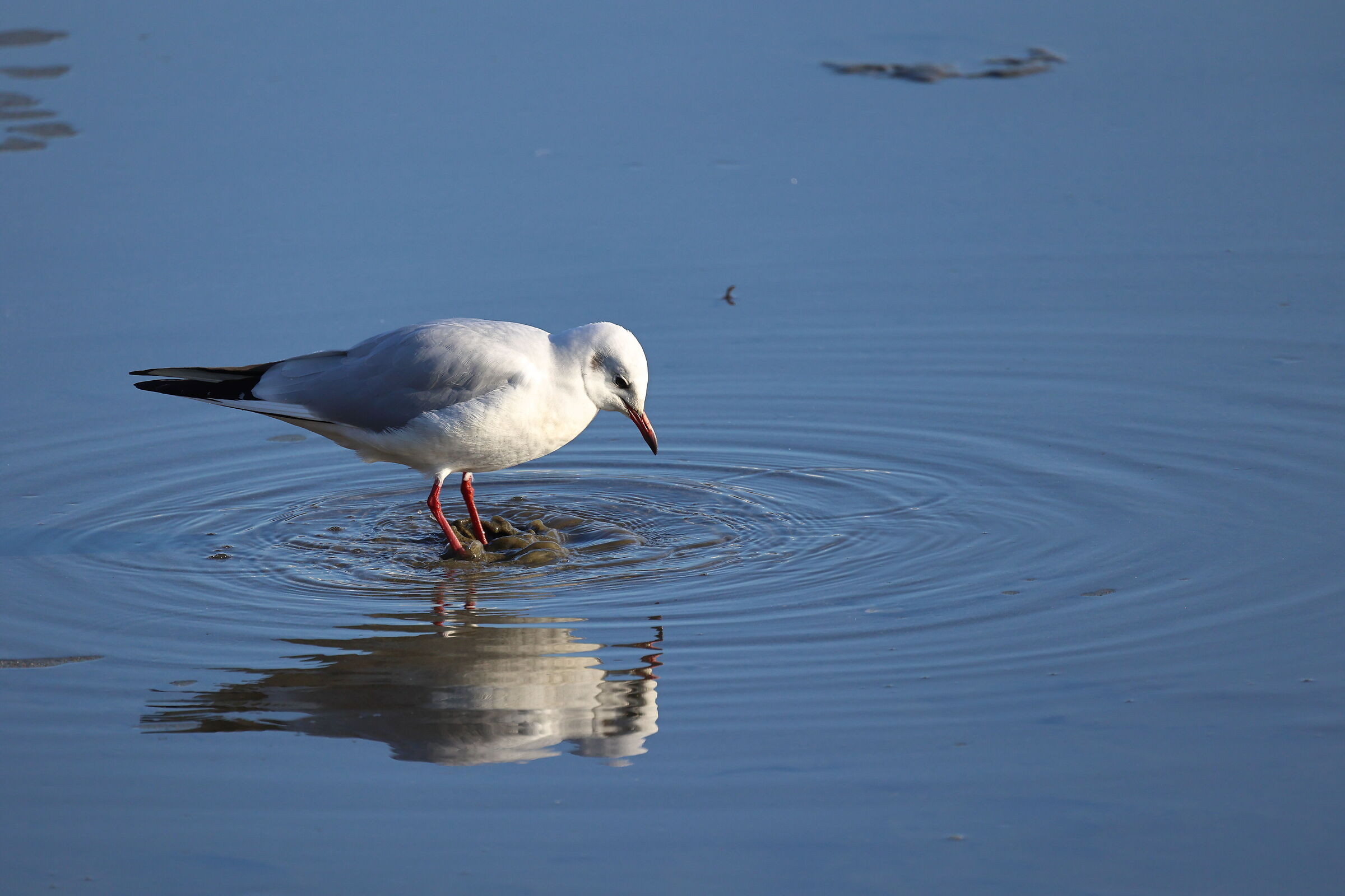 Seagull looking for food