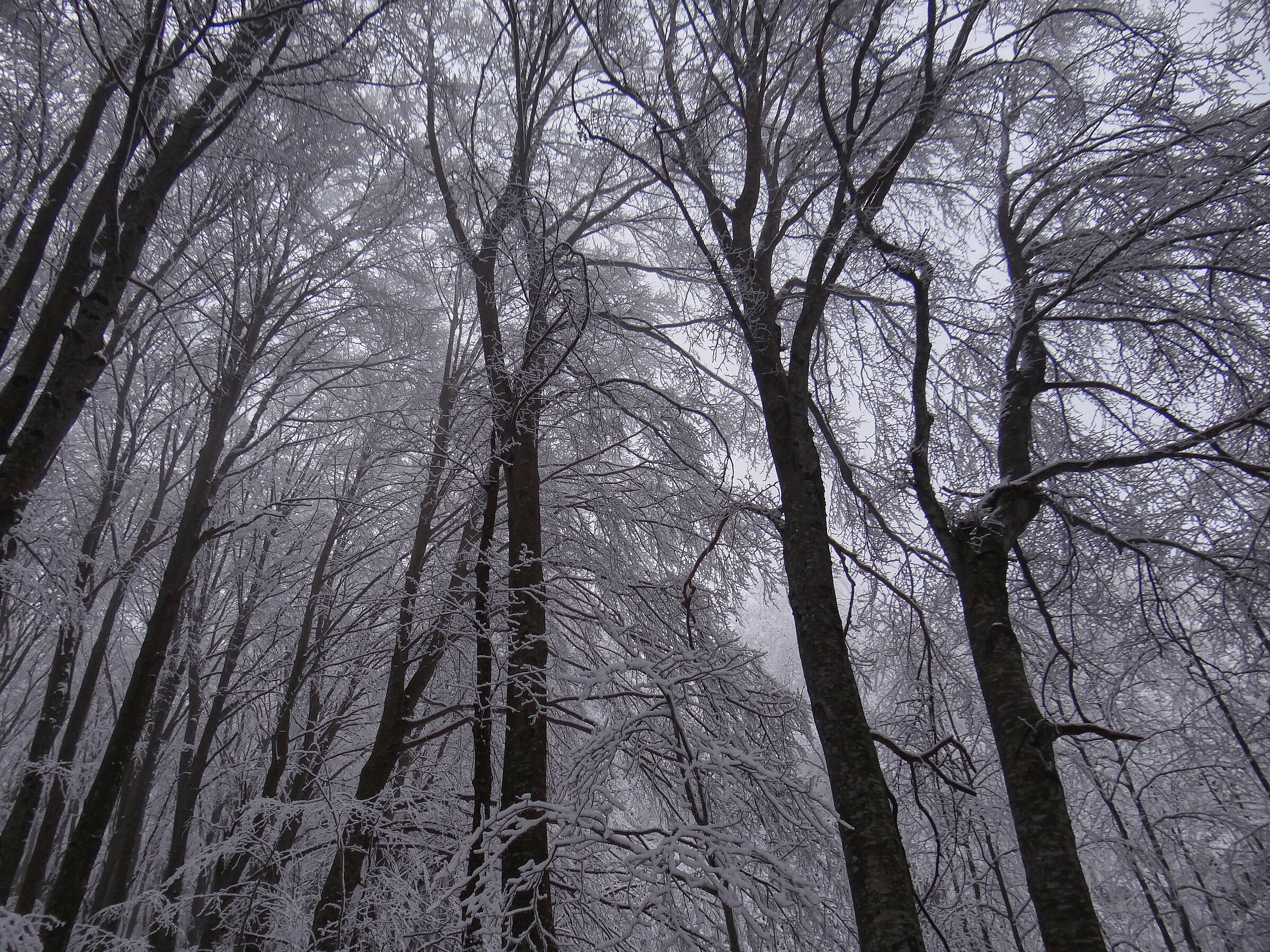 natural black and white