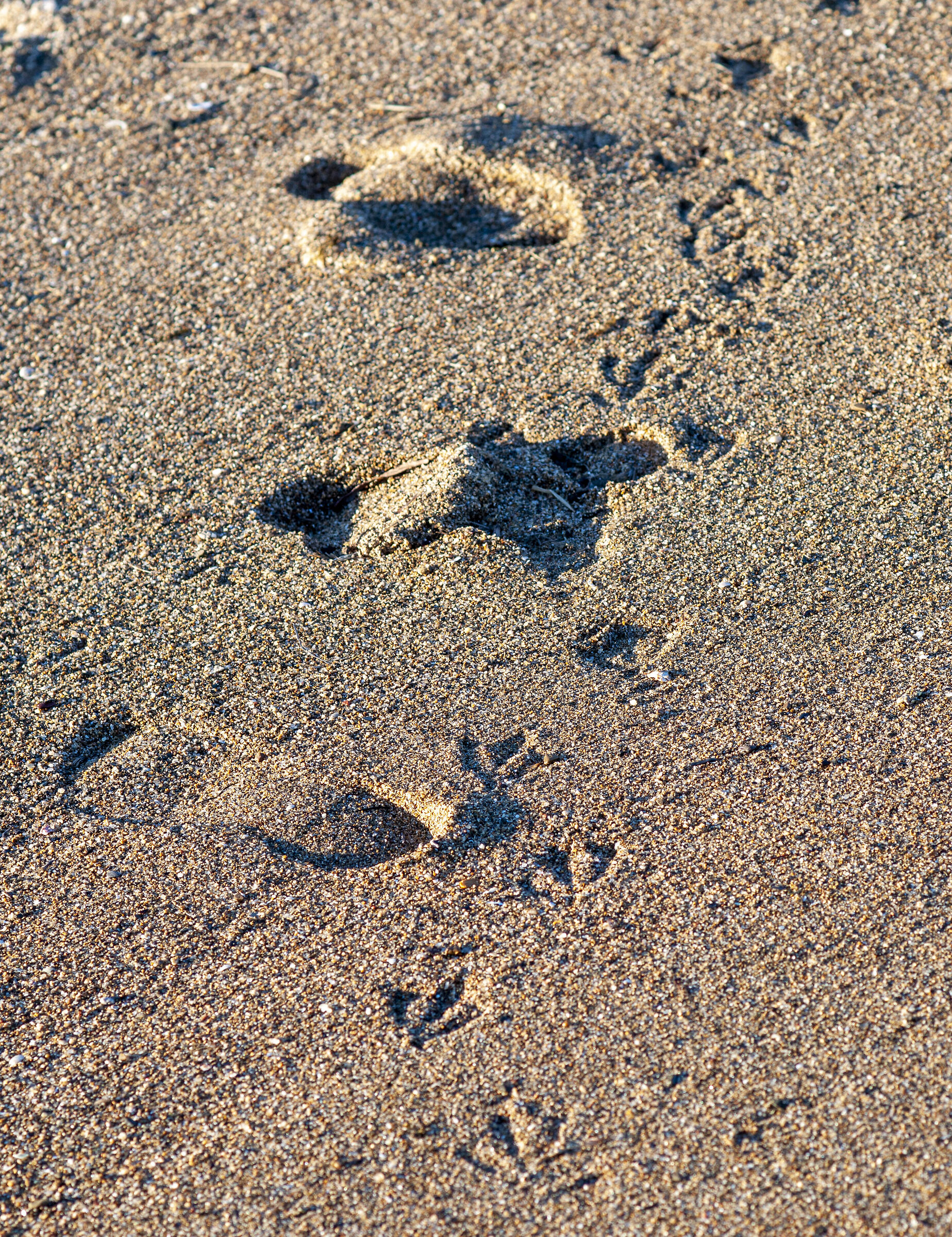 Footsteps