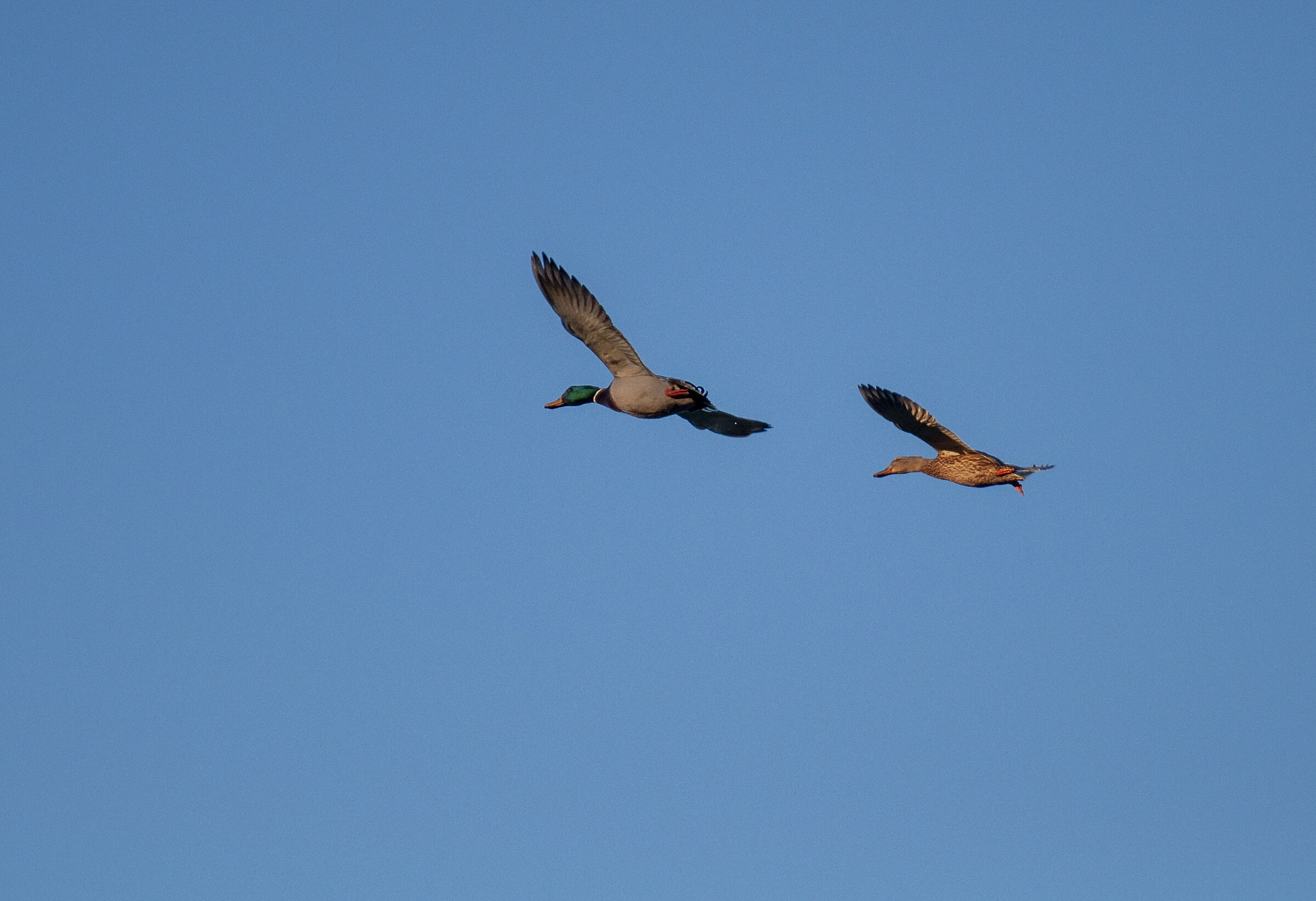 couple in flight