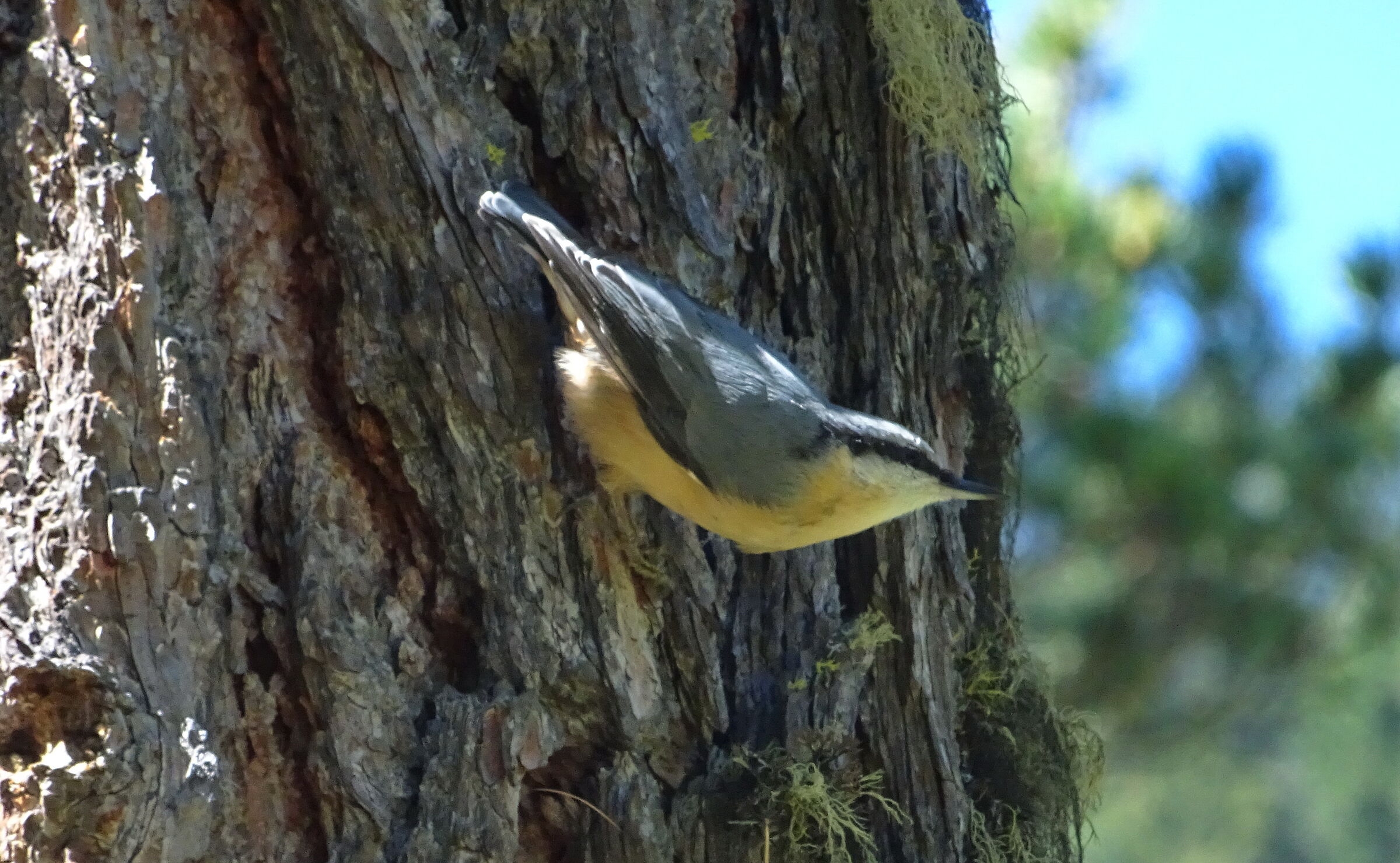 Picchio Muratore  Nuthatch (Sitta europaea)
