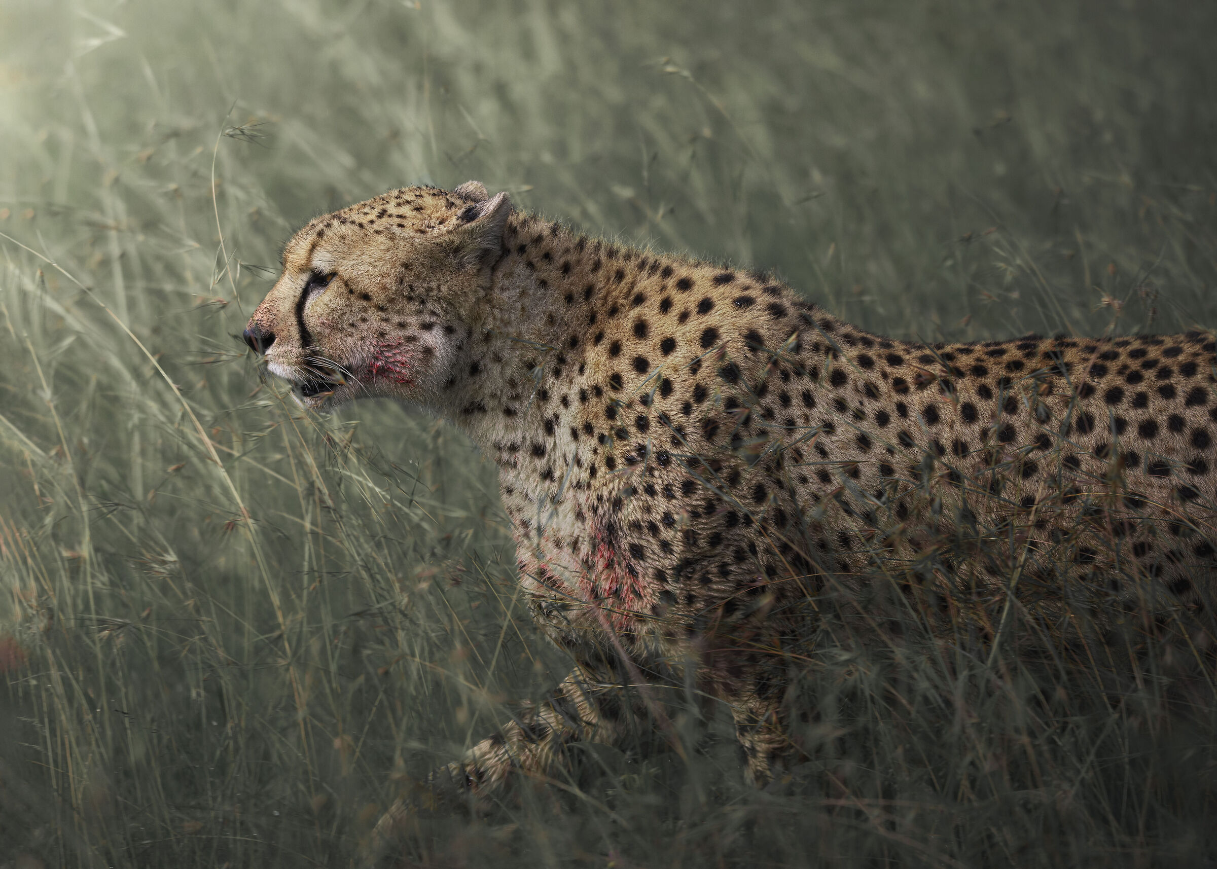 Walking with the Cheetah