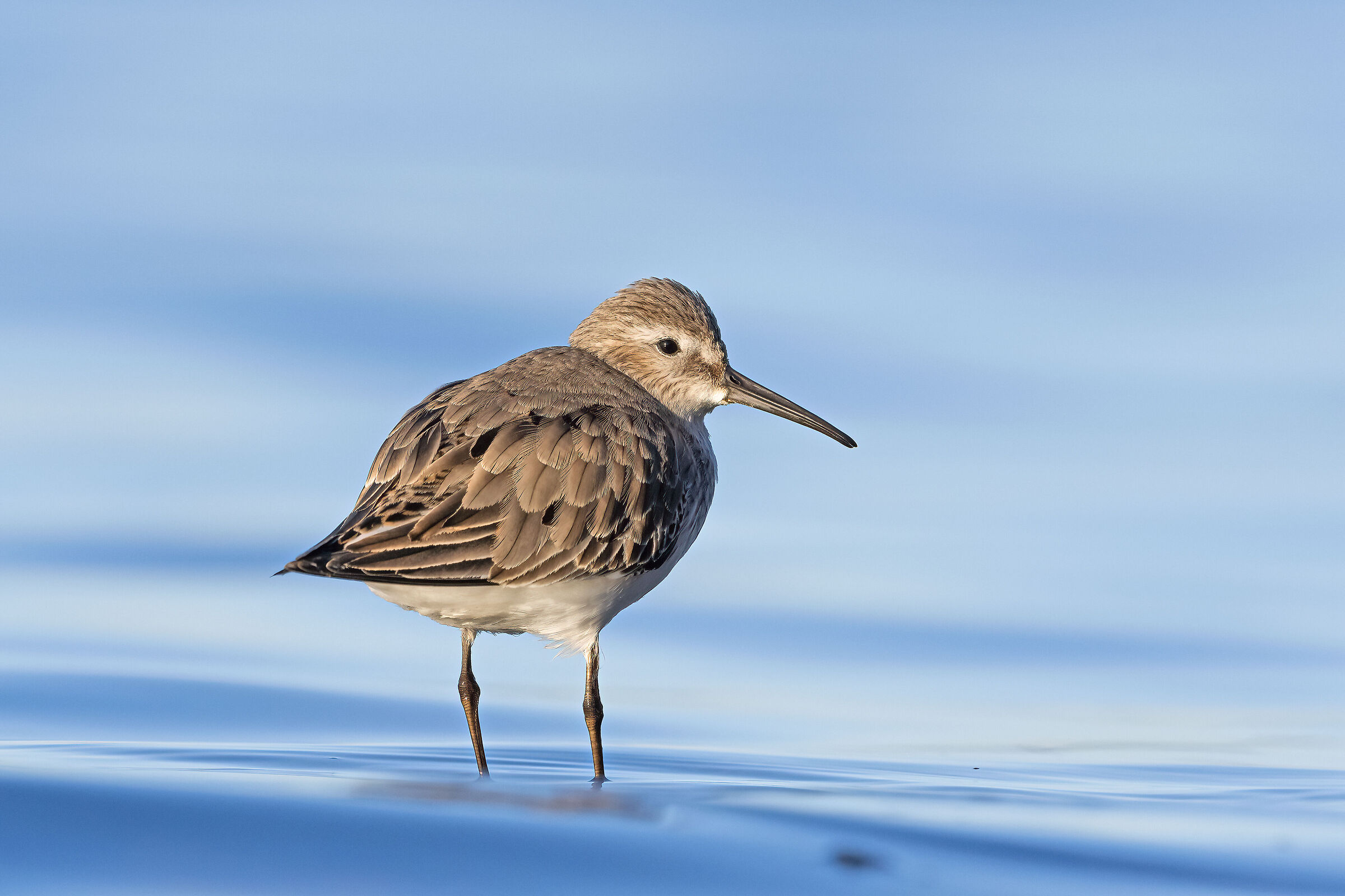 Dunlin