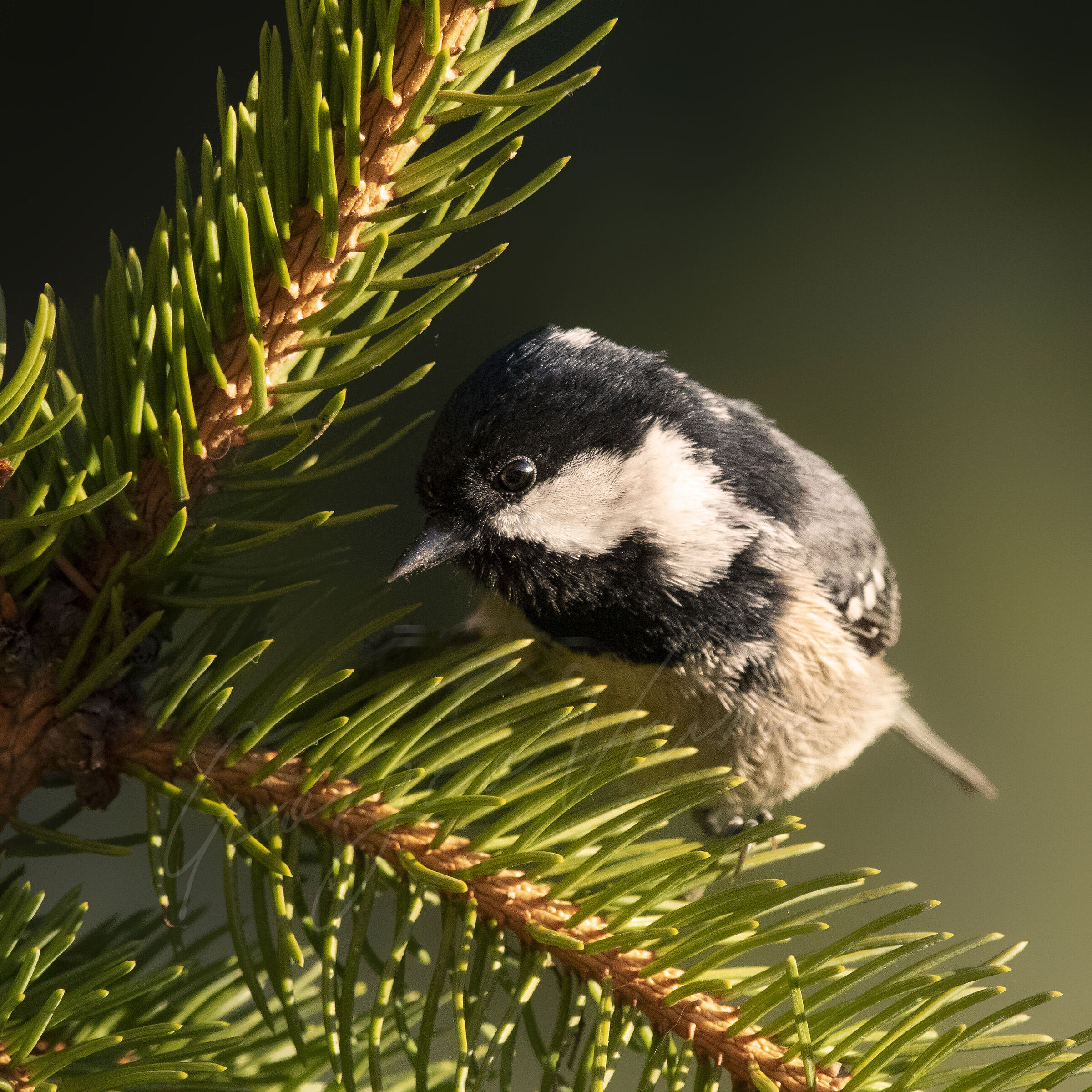 Everyone is looking for the best profile