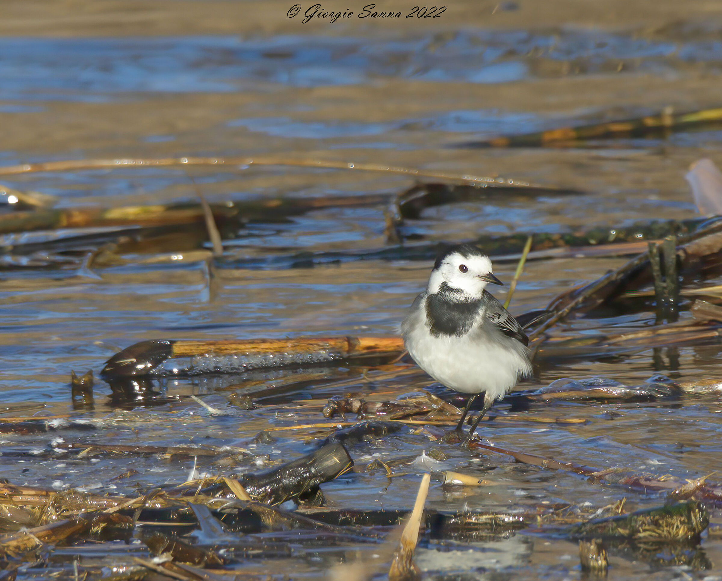 White wagtail