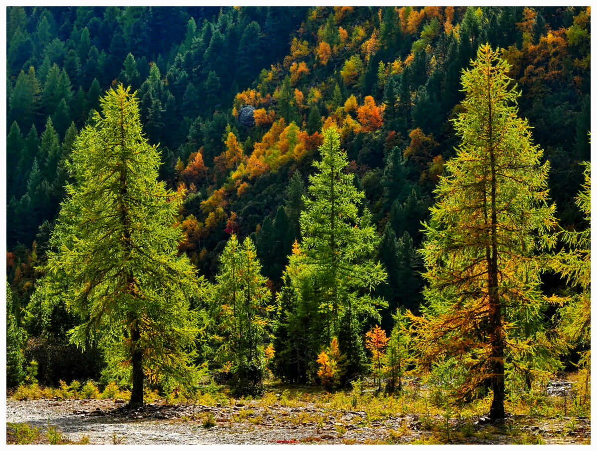Foliage in Vallelunga - Curon Venosta