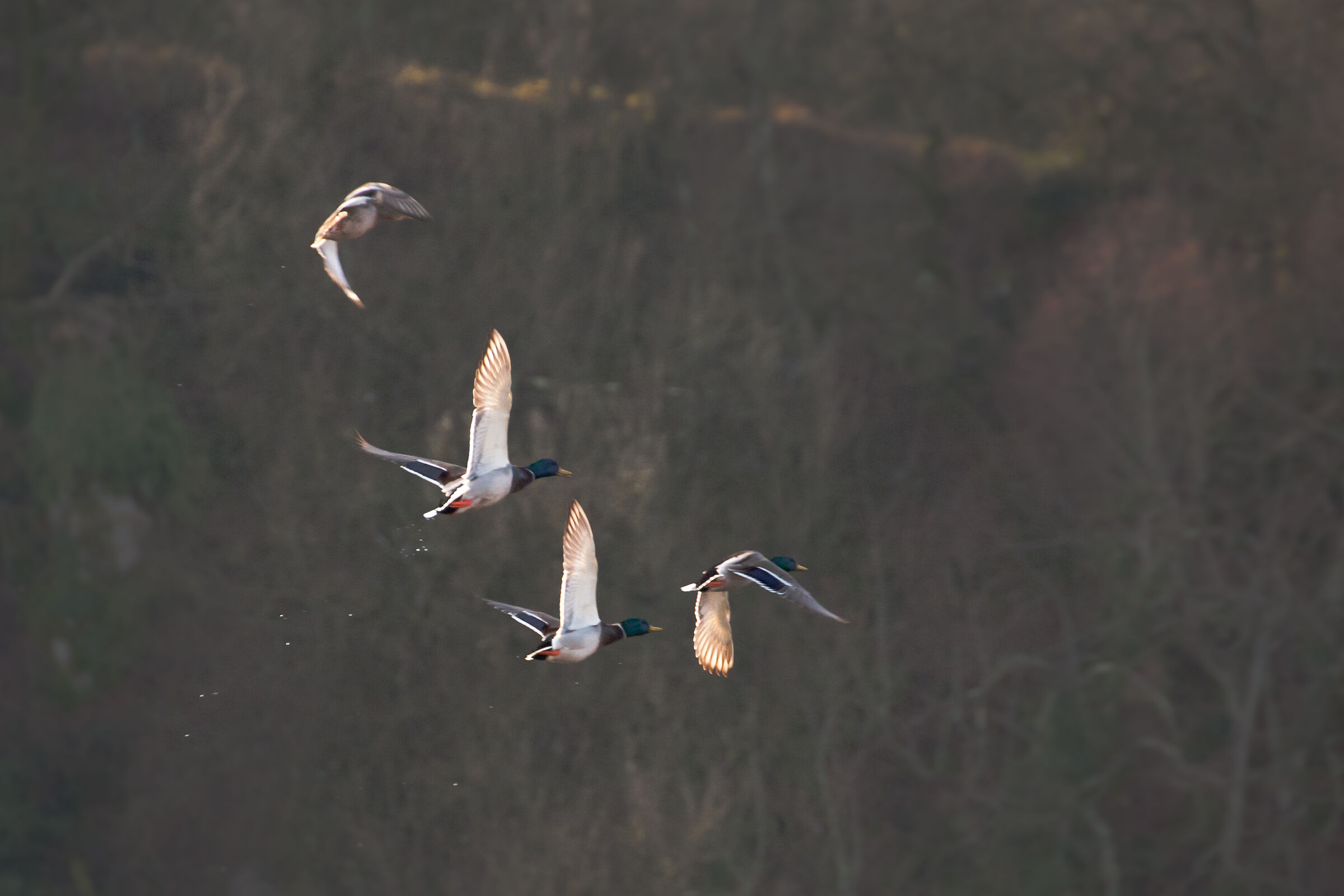 Mallards flying nature reserve Canterno