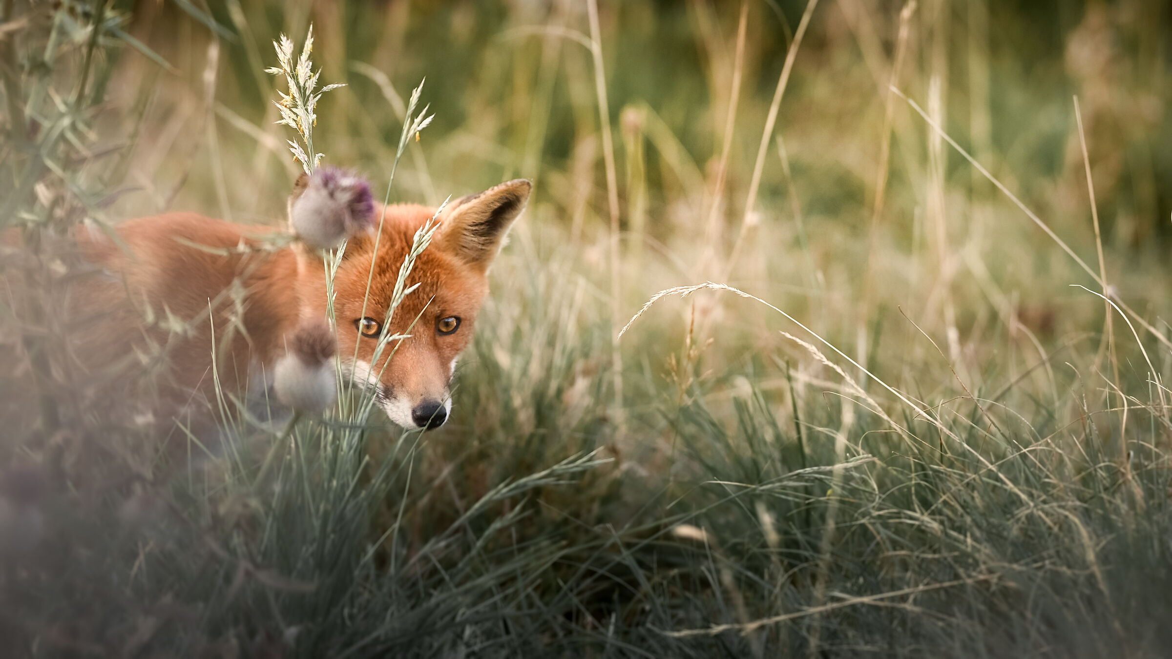 Fox in the grass