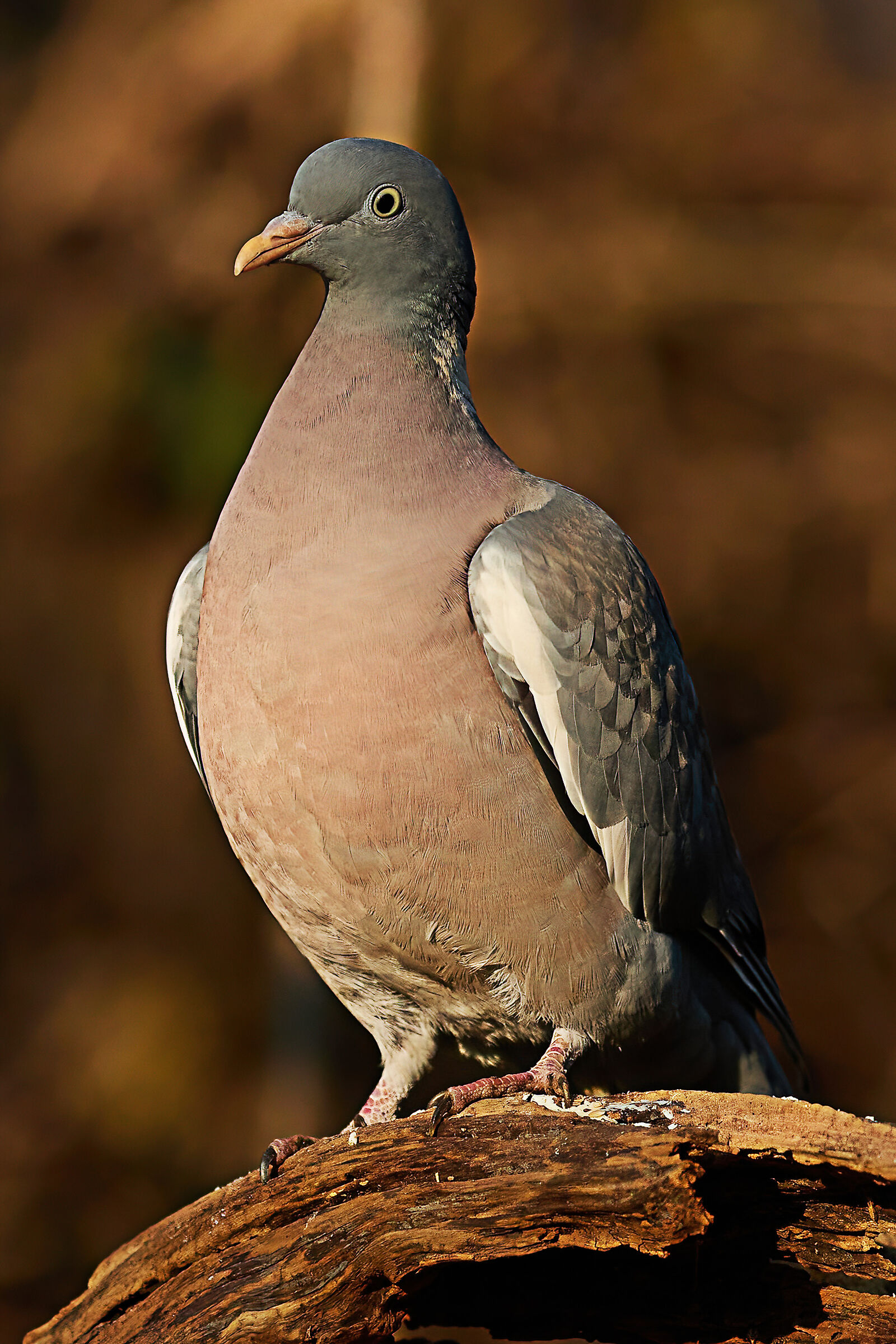Columba palumbus