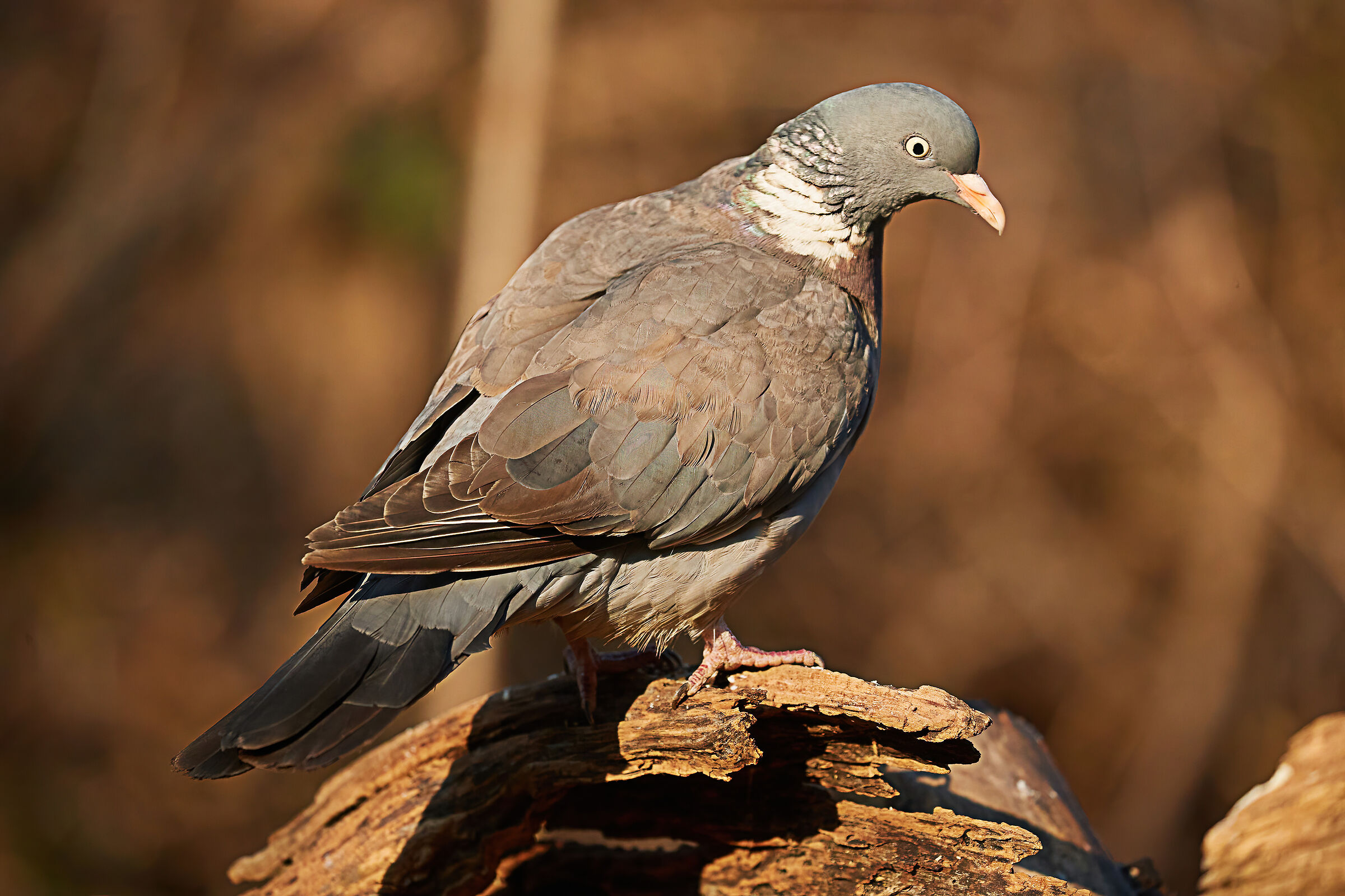 Columba palumbus