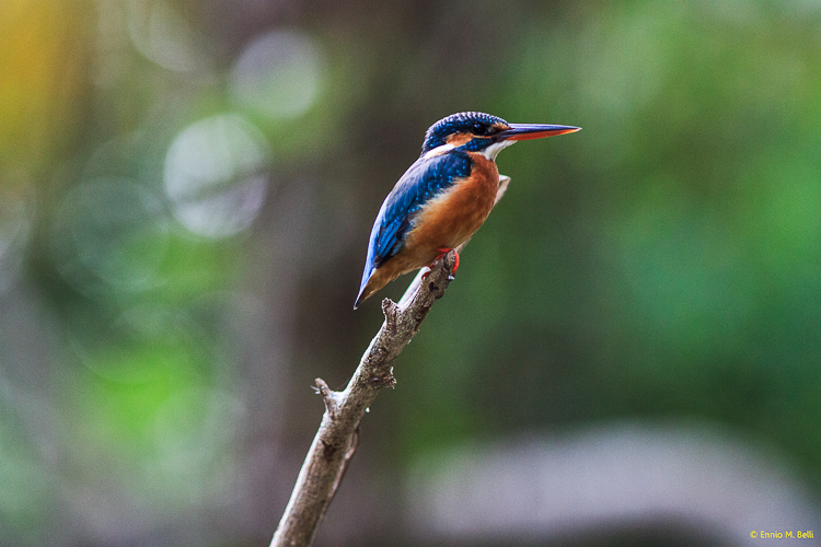 King Fisher