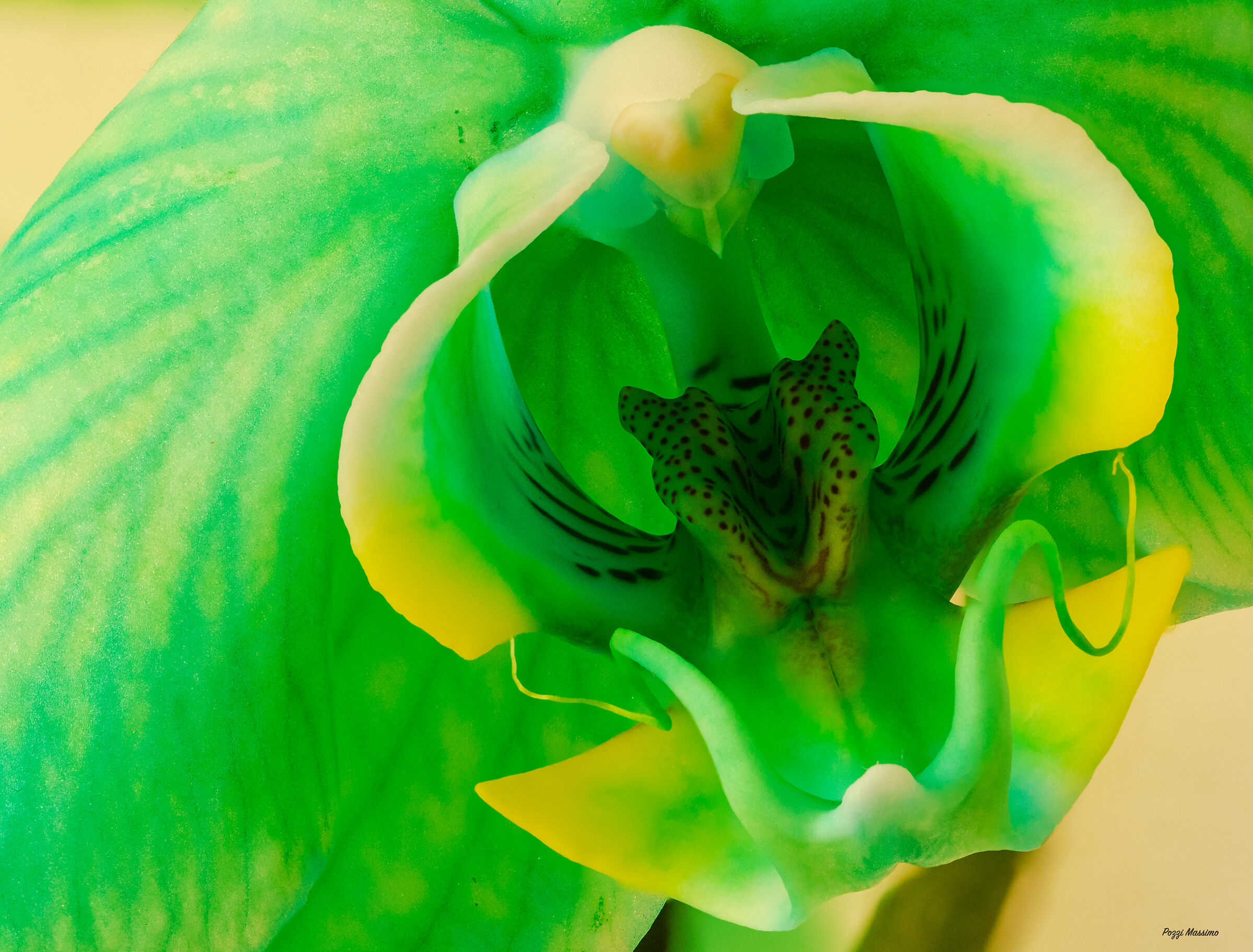 green orchid