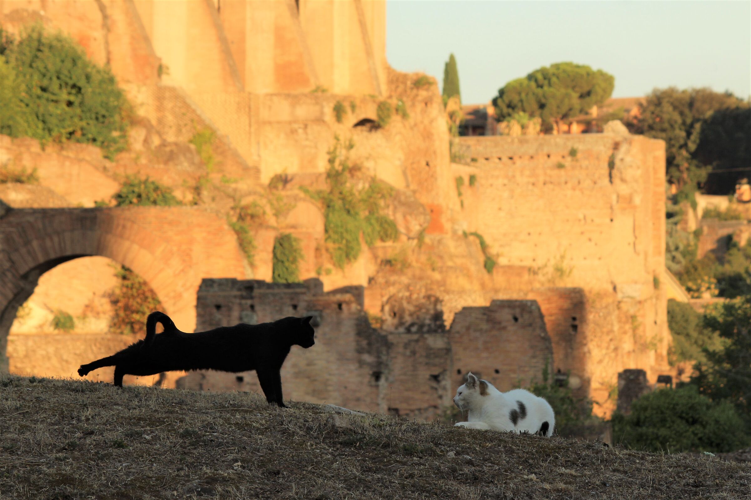Risvegli al Foro Romano
