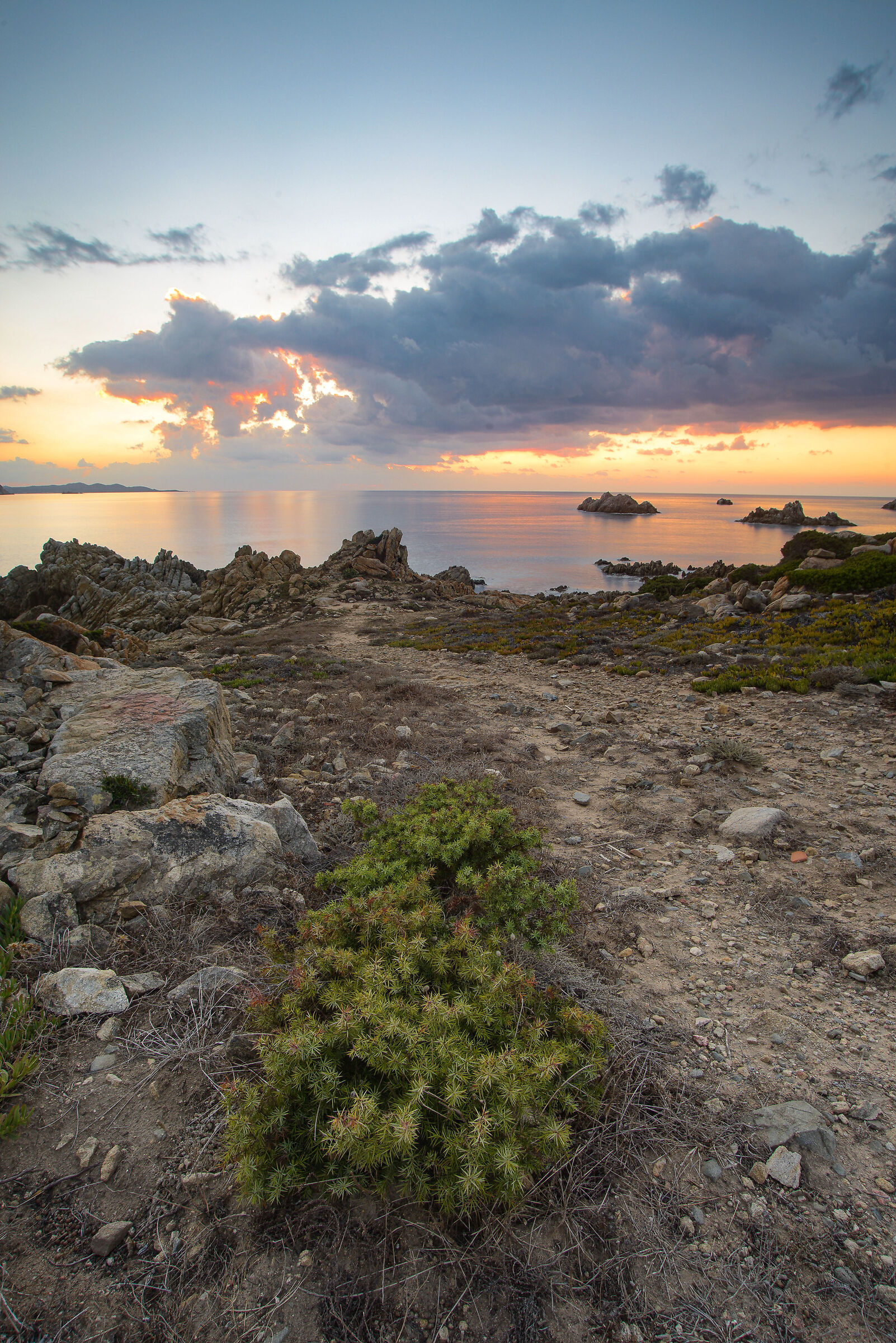 Lu nibbaru (ginepro)