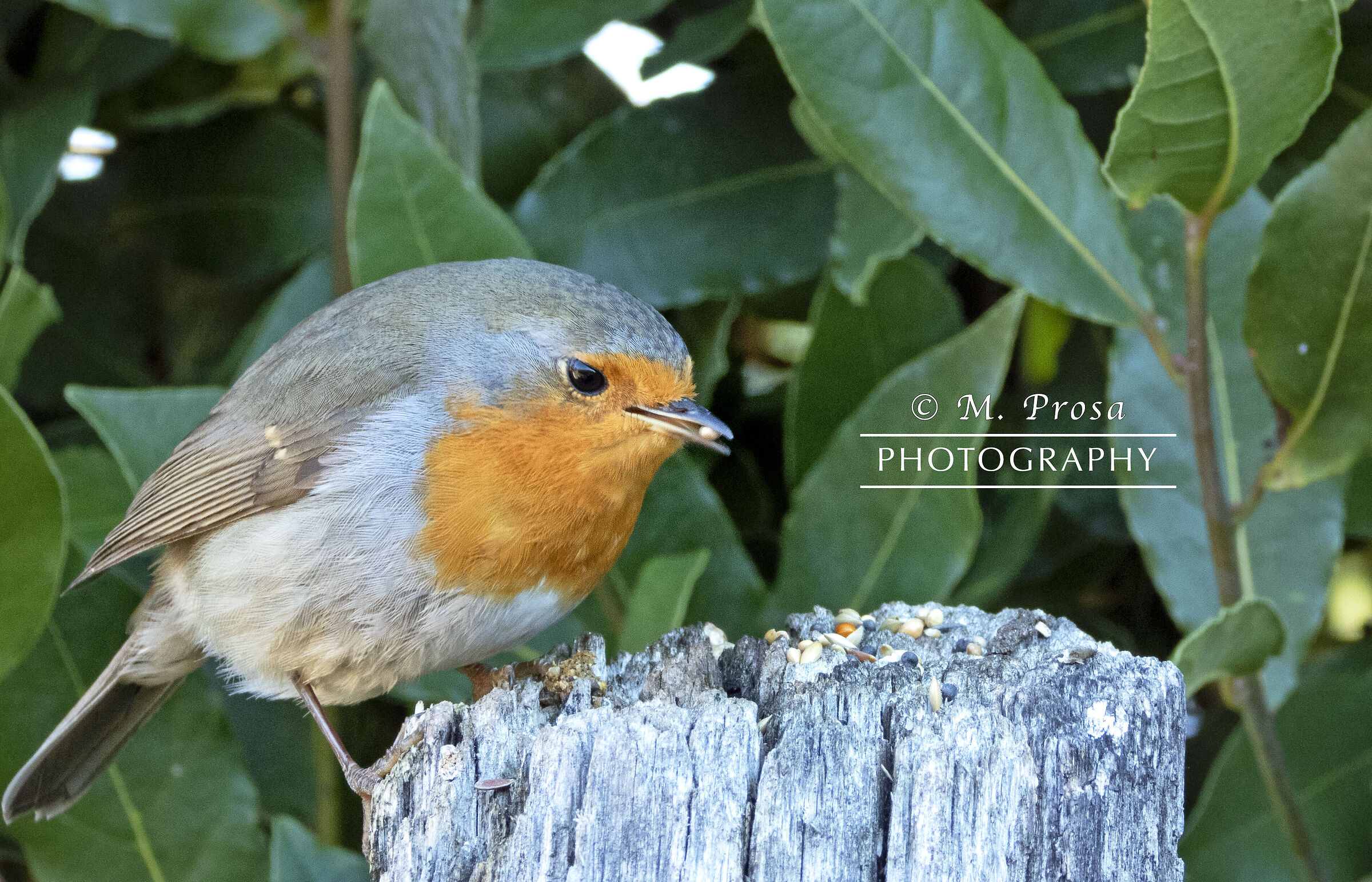 Pettirosso (Erithacus rubecula)