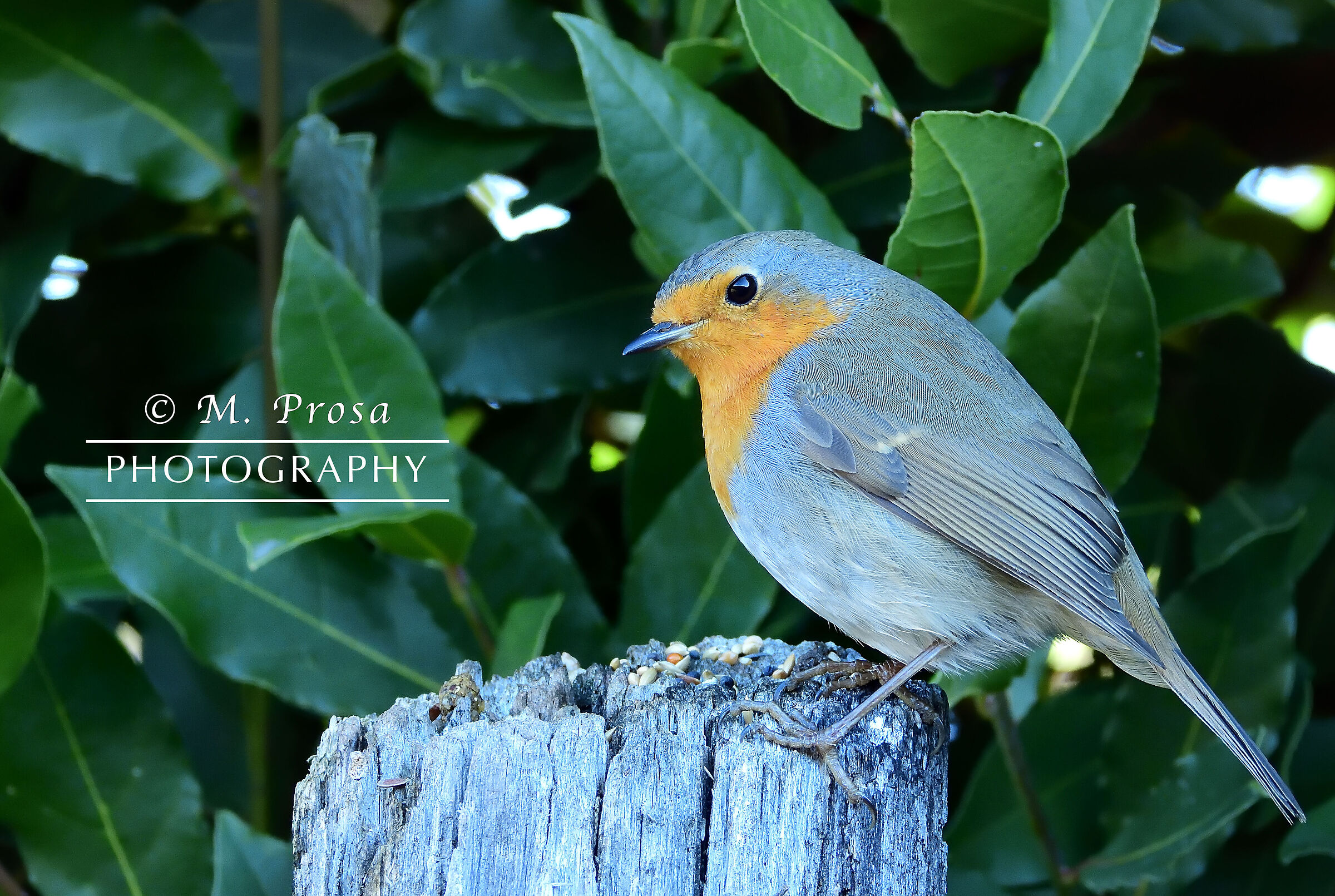 Pettirosso (Erithacus rubecula)