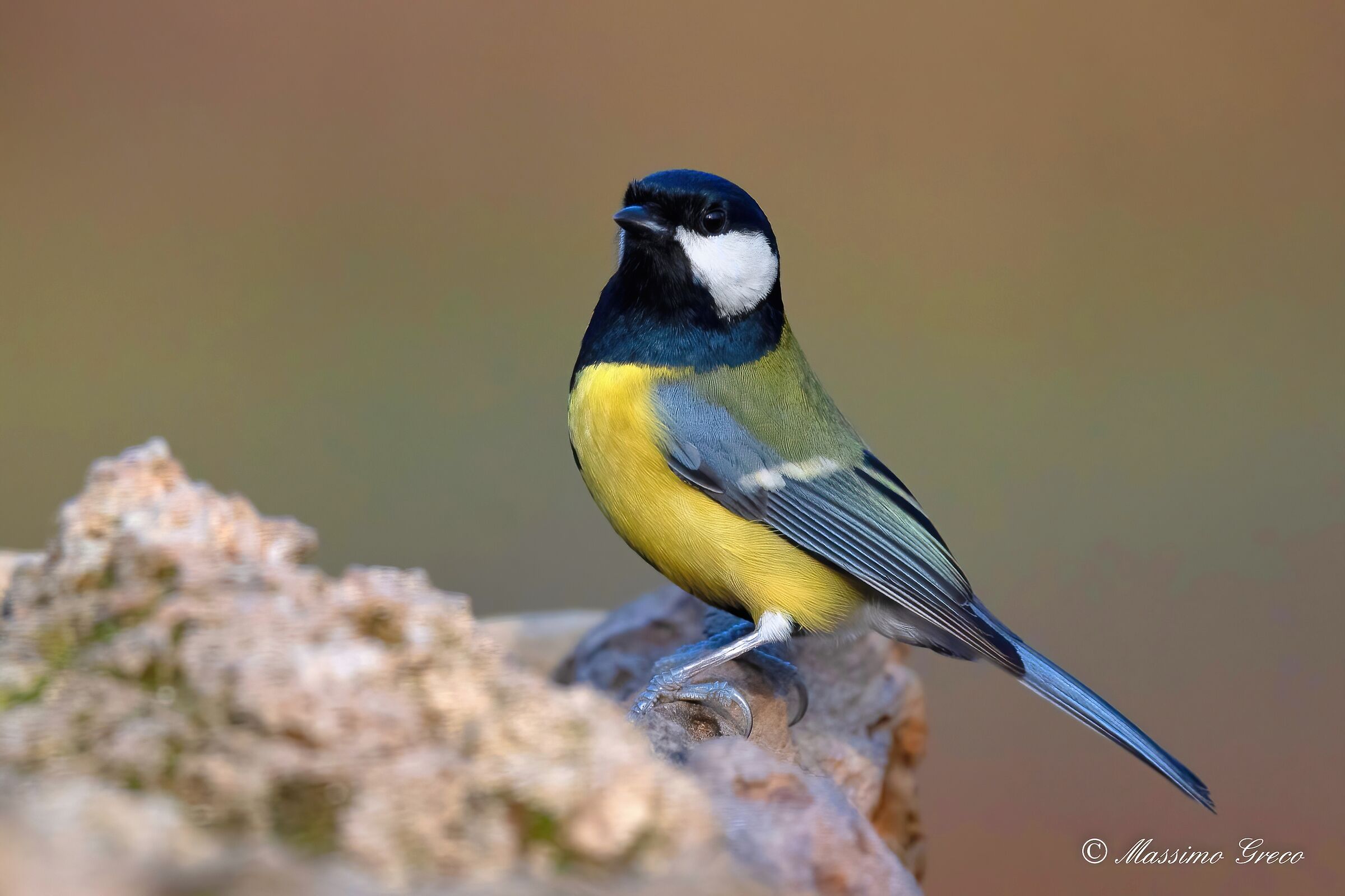 Great (Parus major)