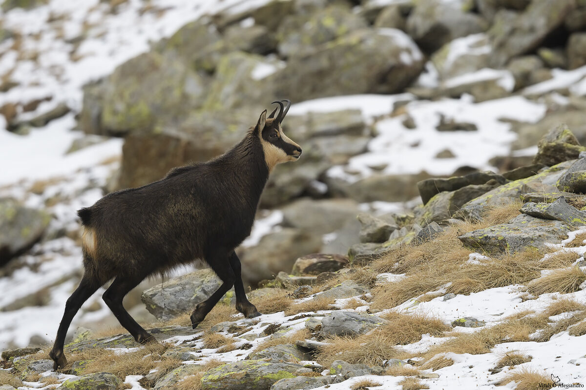 Chamois